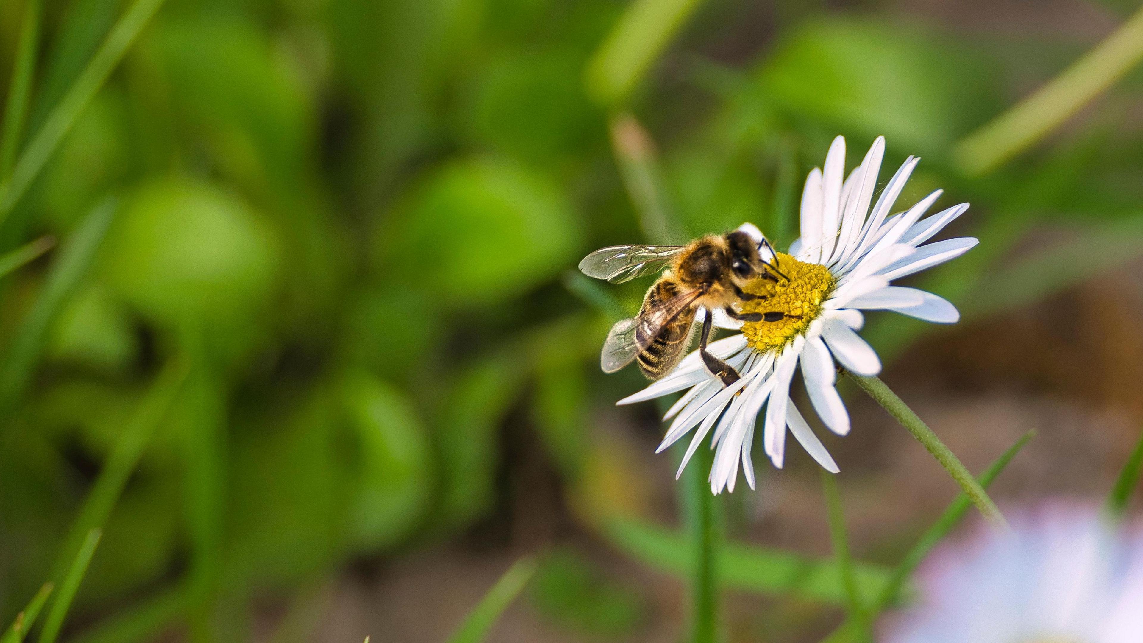 Bee on a daisy