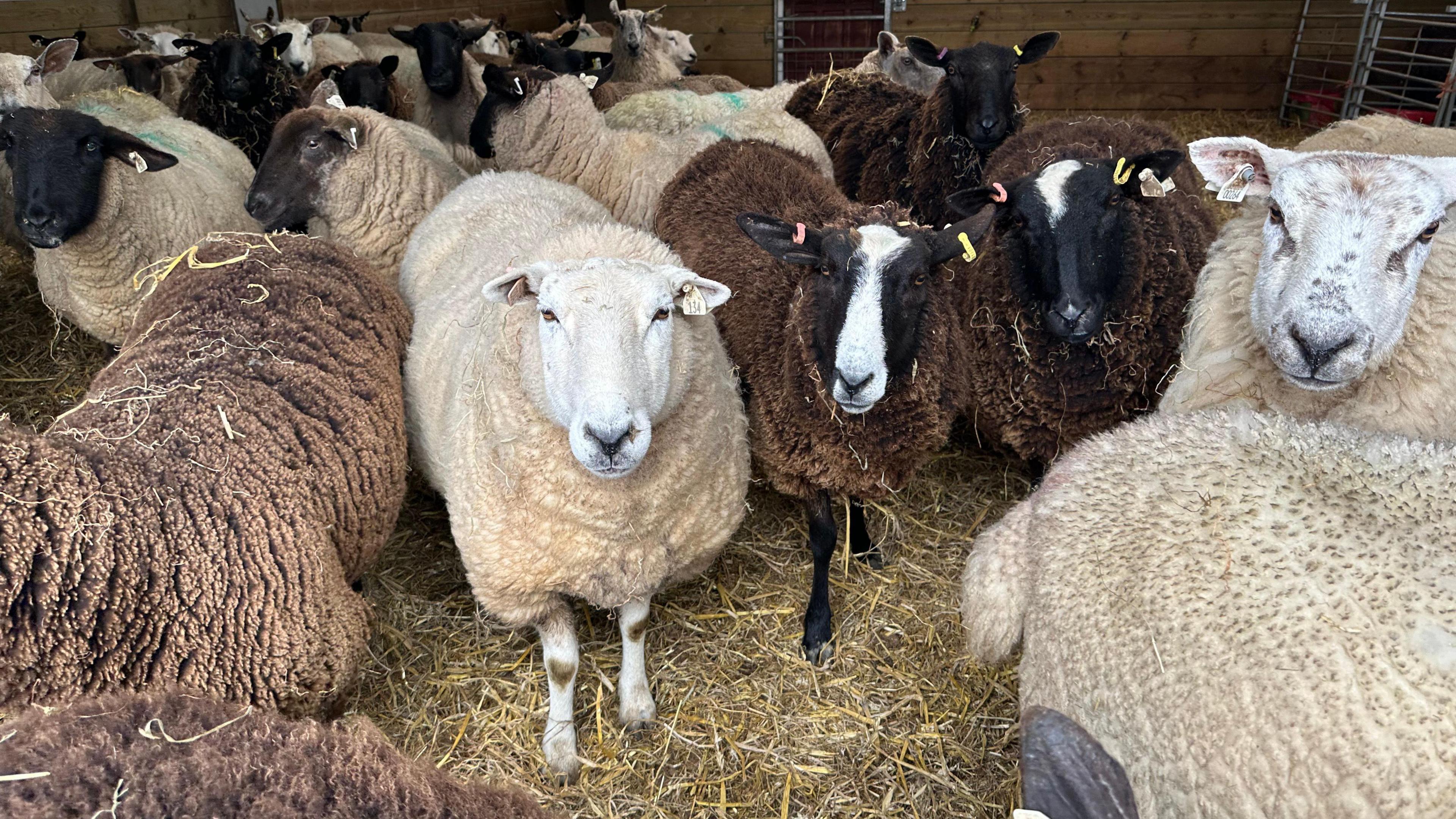 Sheep on Ben Lowe's farm