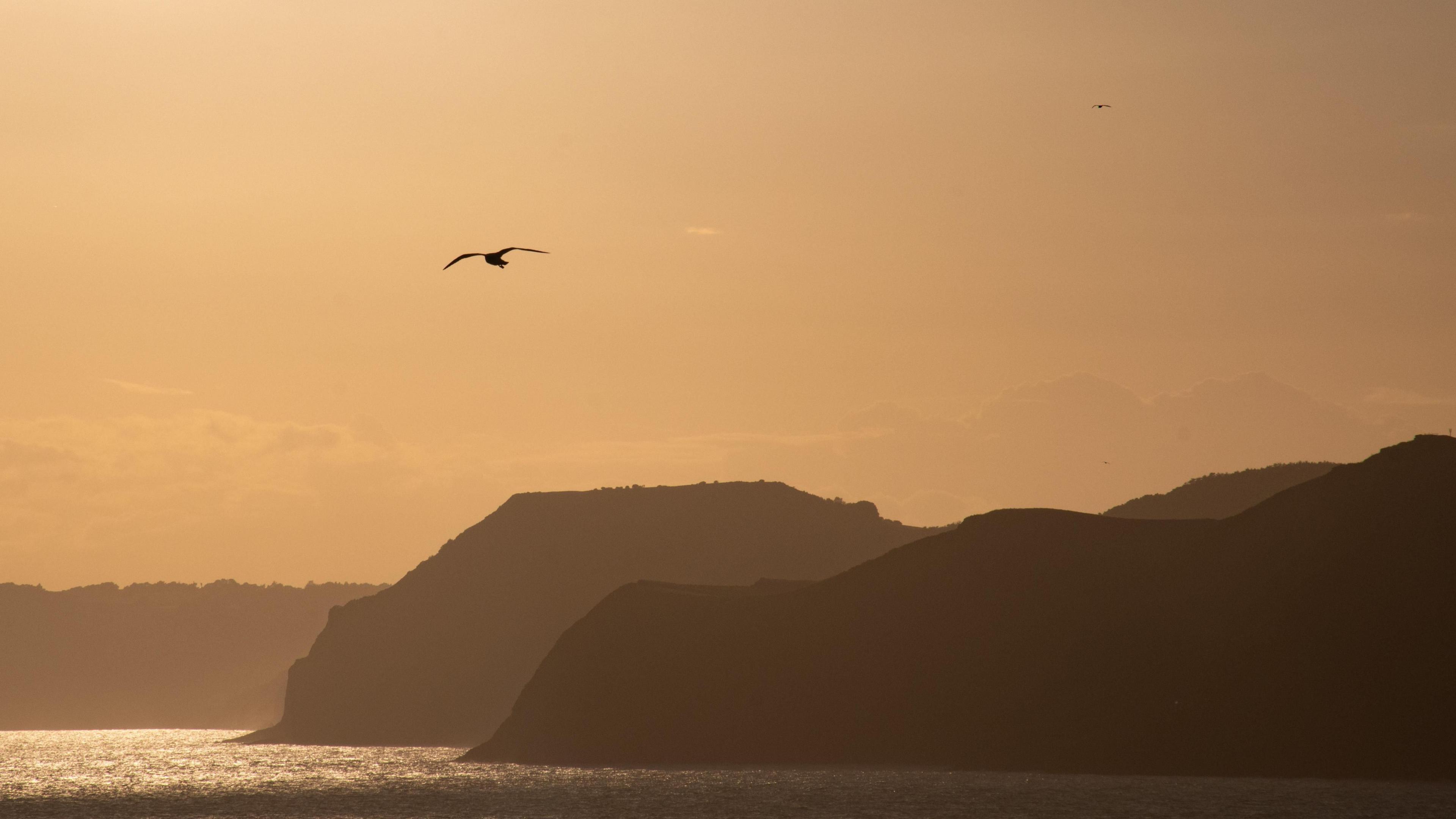 A golden hour picture of a coast line showing the land in silhouette whilst a lone seagull flies in the glowing orange sky