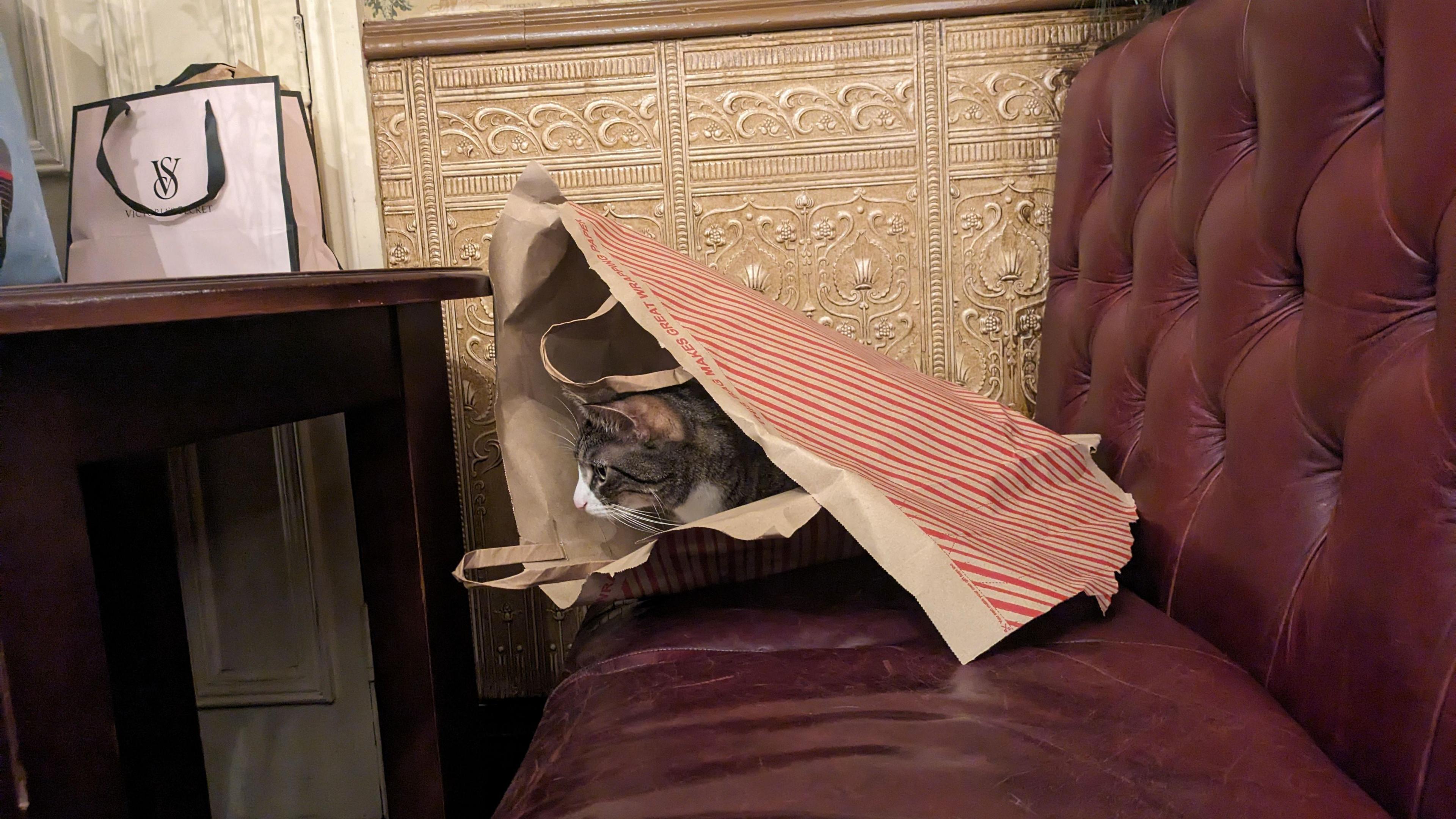 A tabby cat in a paper shopping bag on a leather sofa in the pub