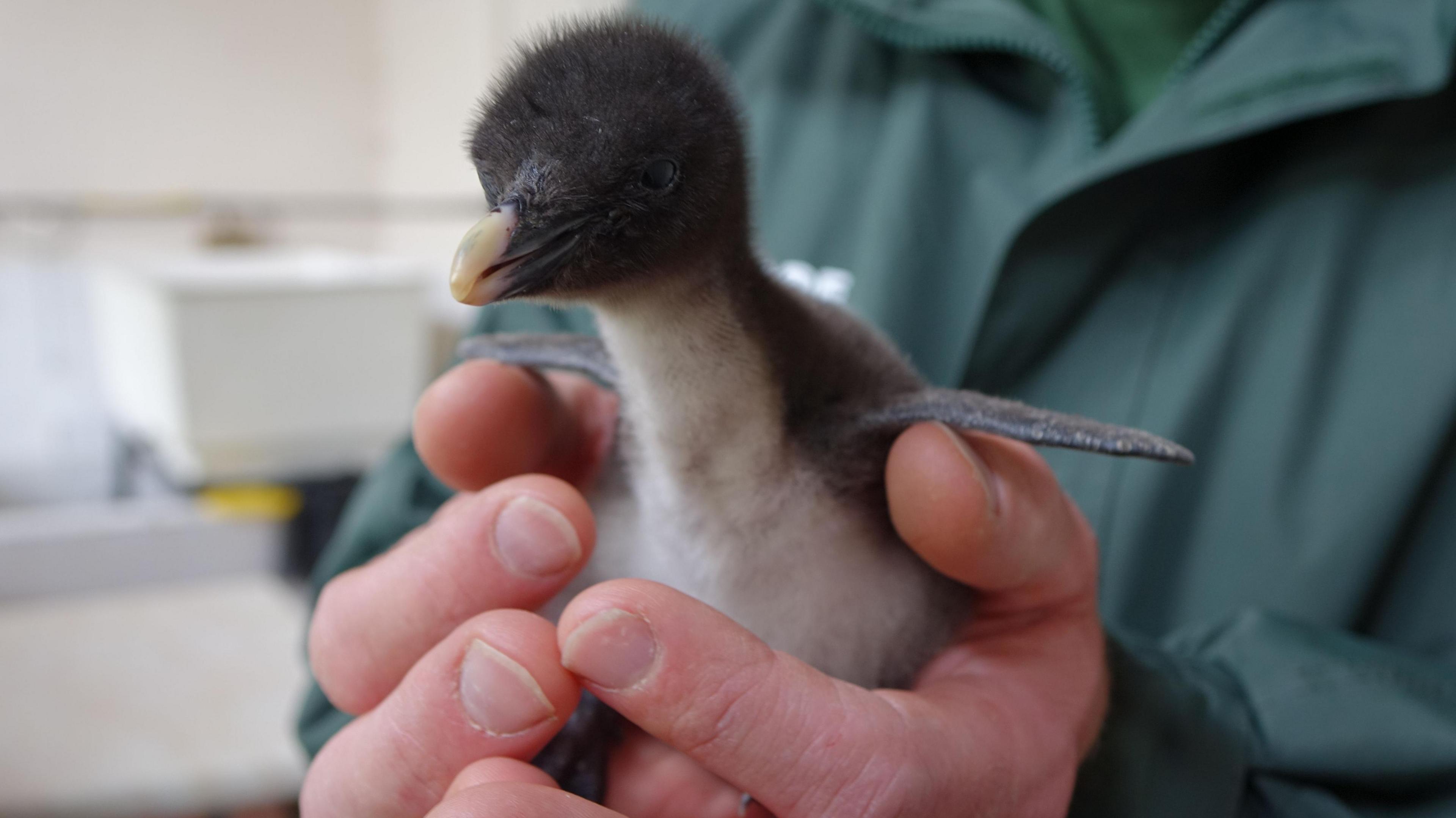 A northern rockhopper penguin chick is being held in much larger human hands.