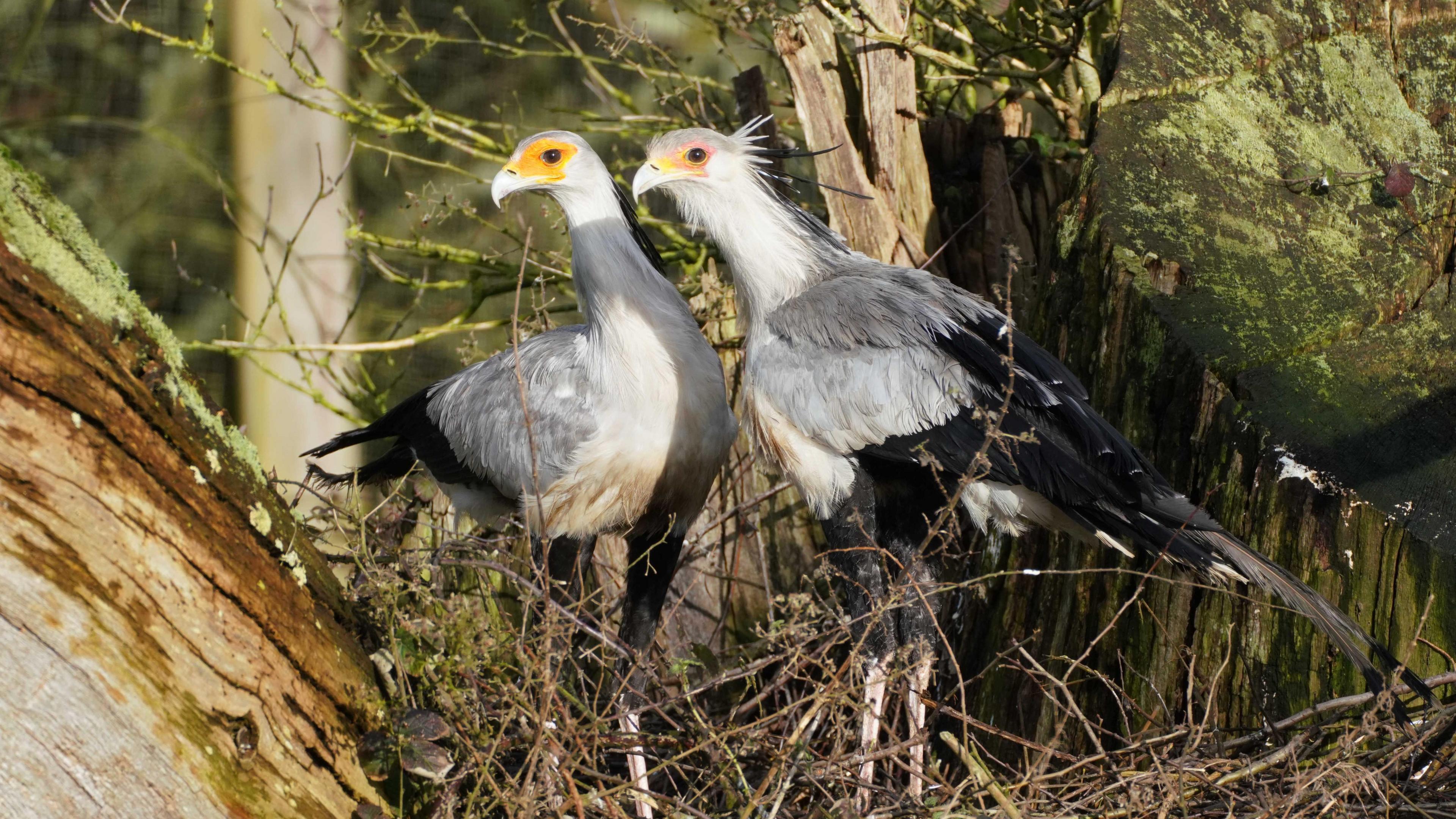 The chicks parents, two Sagittarius serpentarius secretary birds 