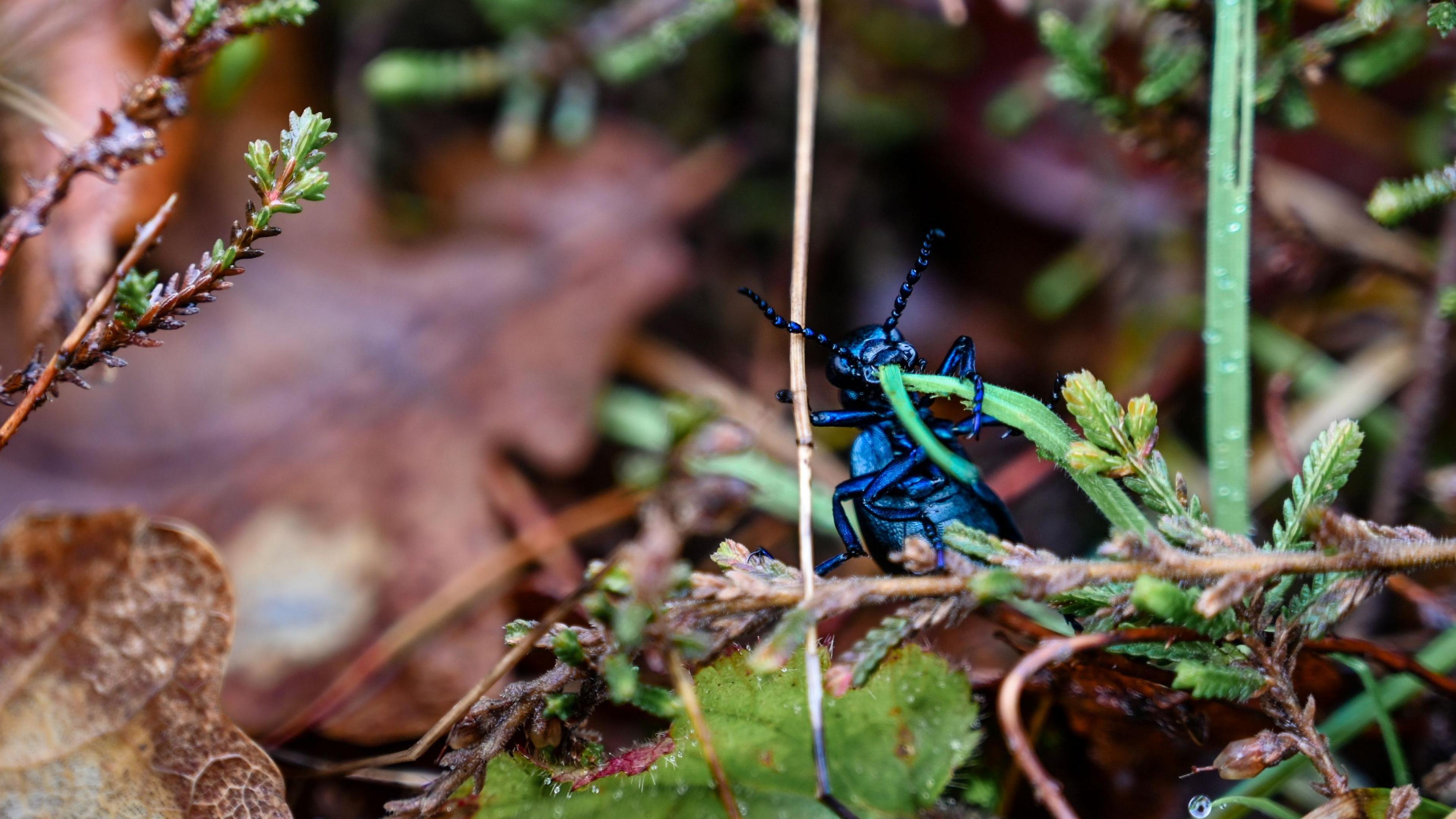 A black oil beetle