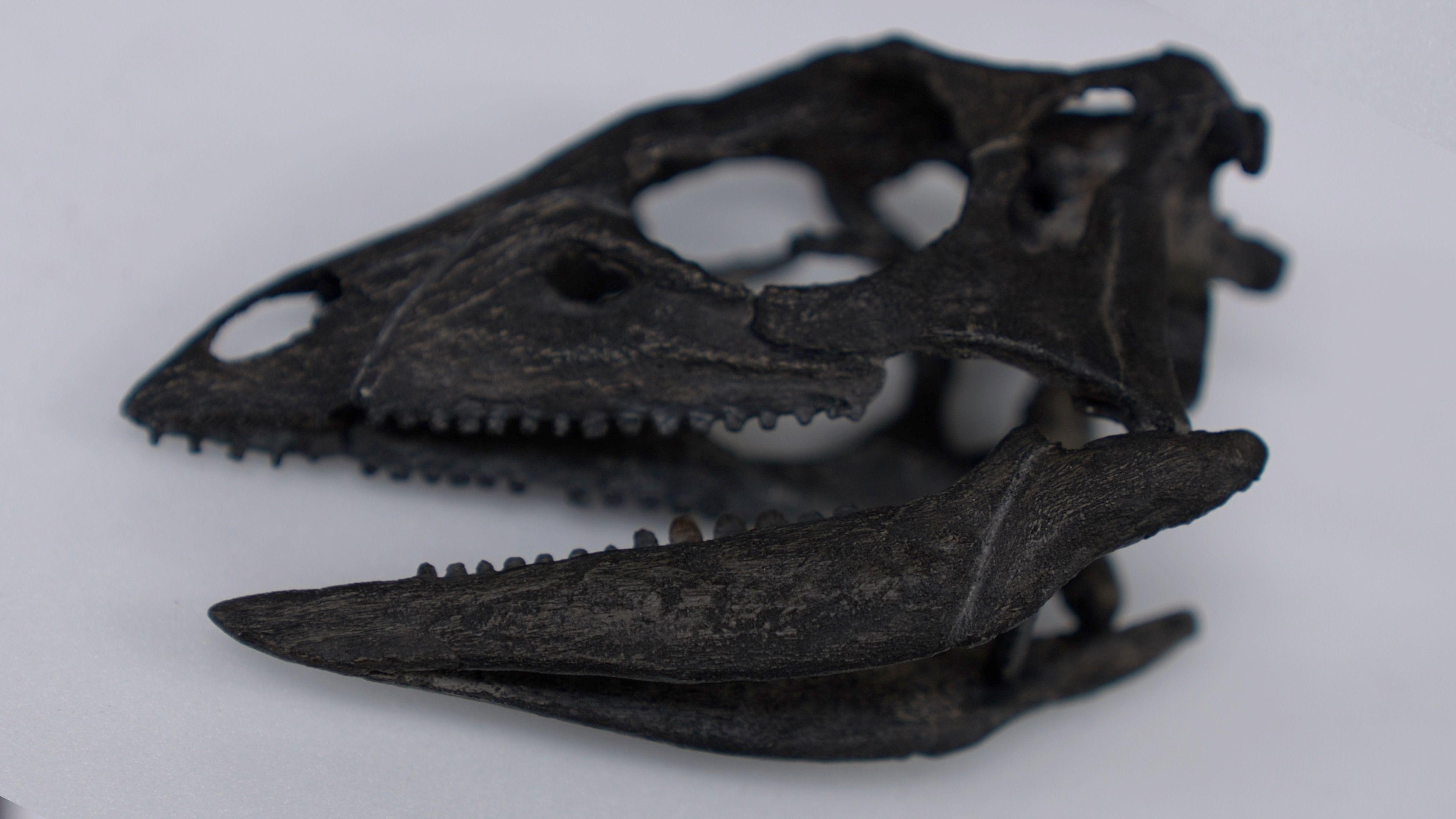 A photograph of the dinosaur's skull, which is black, on a white background. Small teeth protrude from the open jar.
