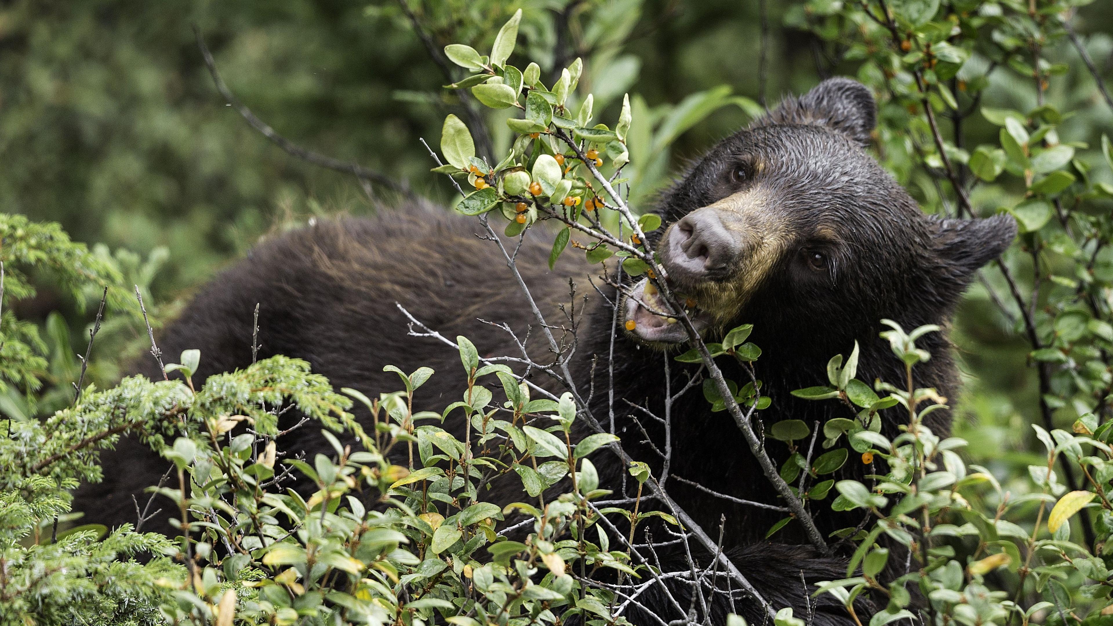 A black bear stood amongst some bushes, eating orange berries from one of the branches.
