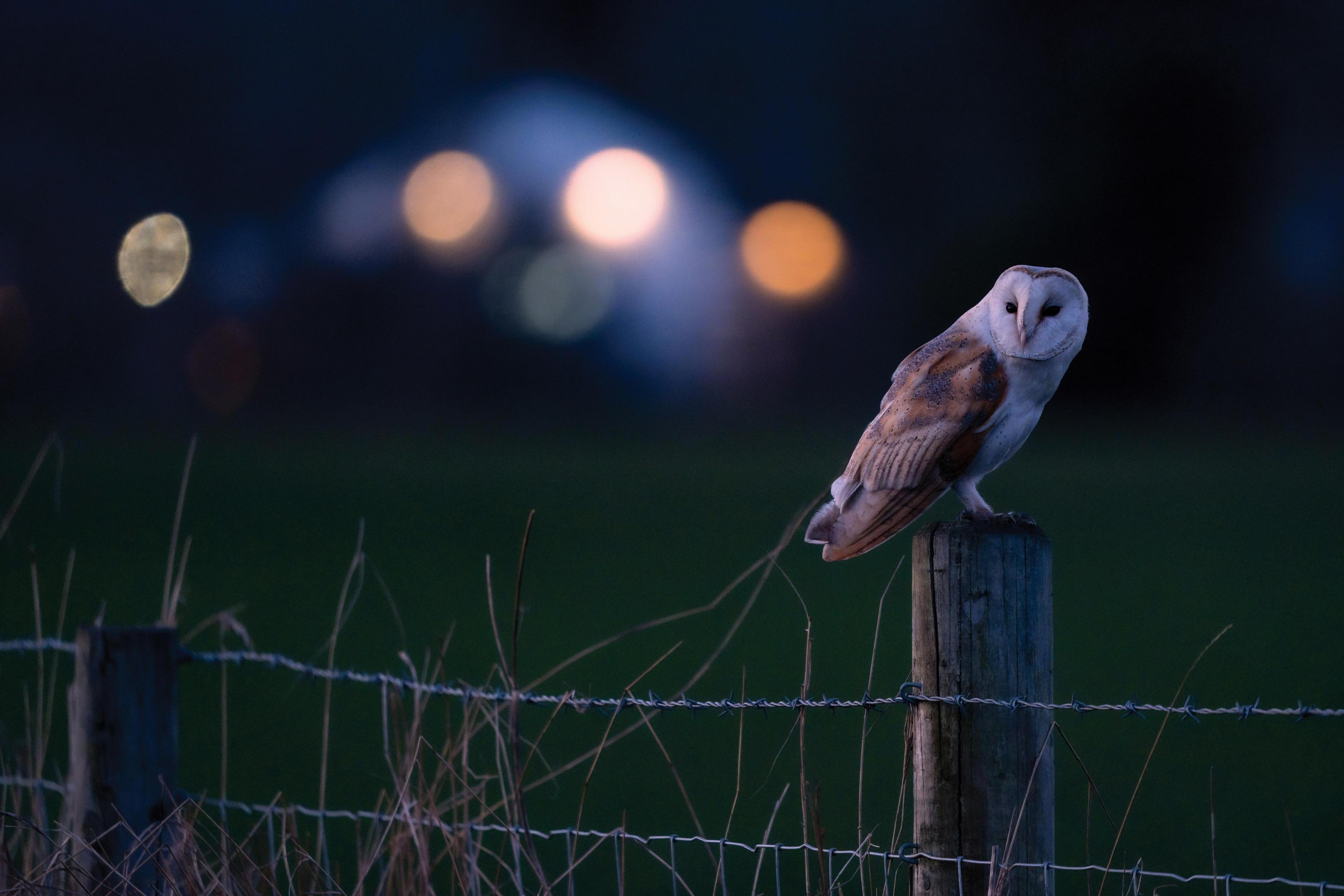 A barn owl is sitting on the wooden post of a wire fence at dusk. There are faded lights behind it