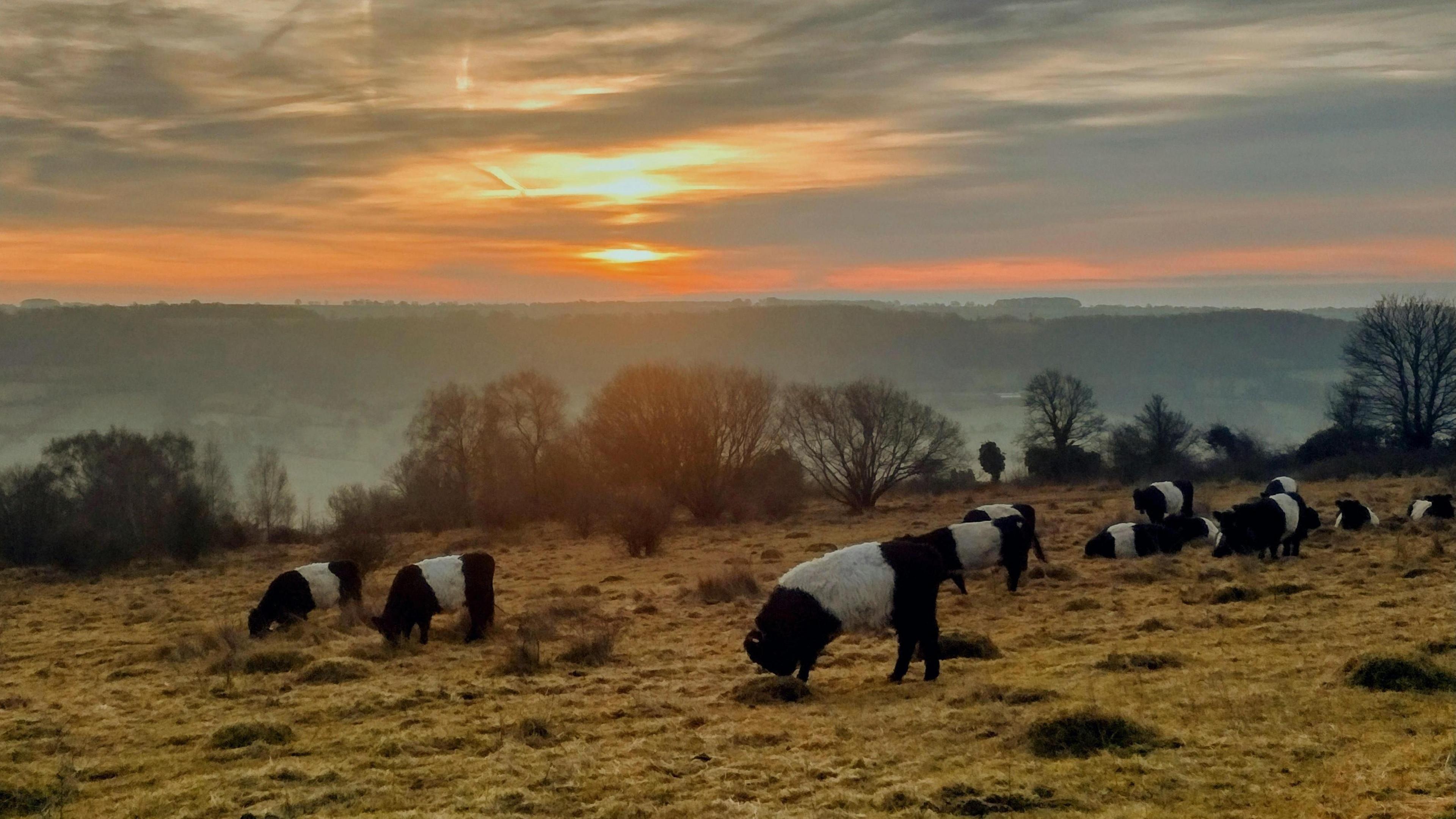 A group of cows grazing in a field with a misty background and the sun rising. 