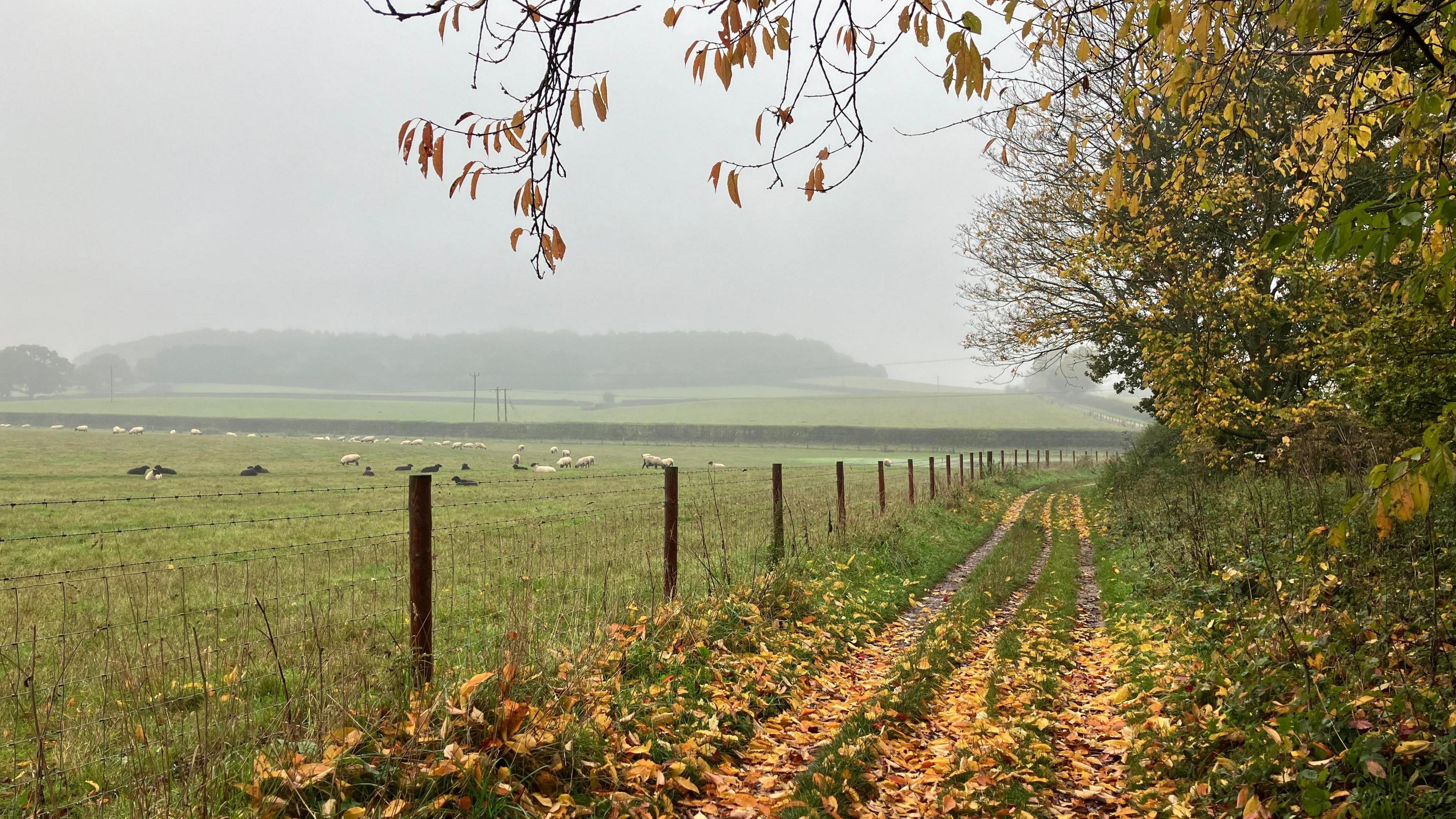 A footpath covered in yellow leaves and adjacent to a misty field containing sheep in the distance