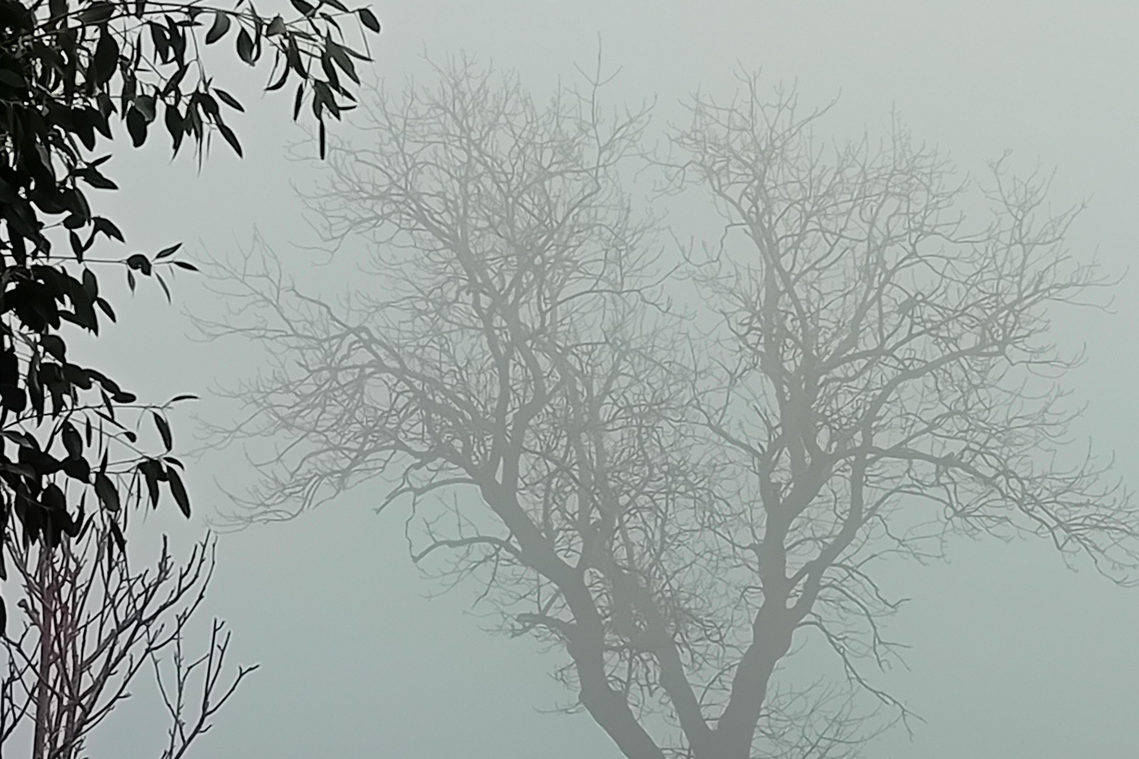 A silhouette of a tree can barely be made out through the fog.