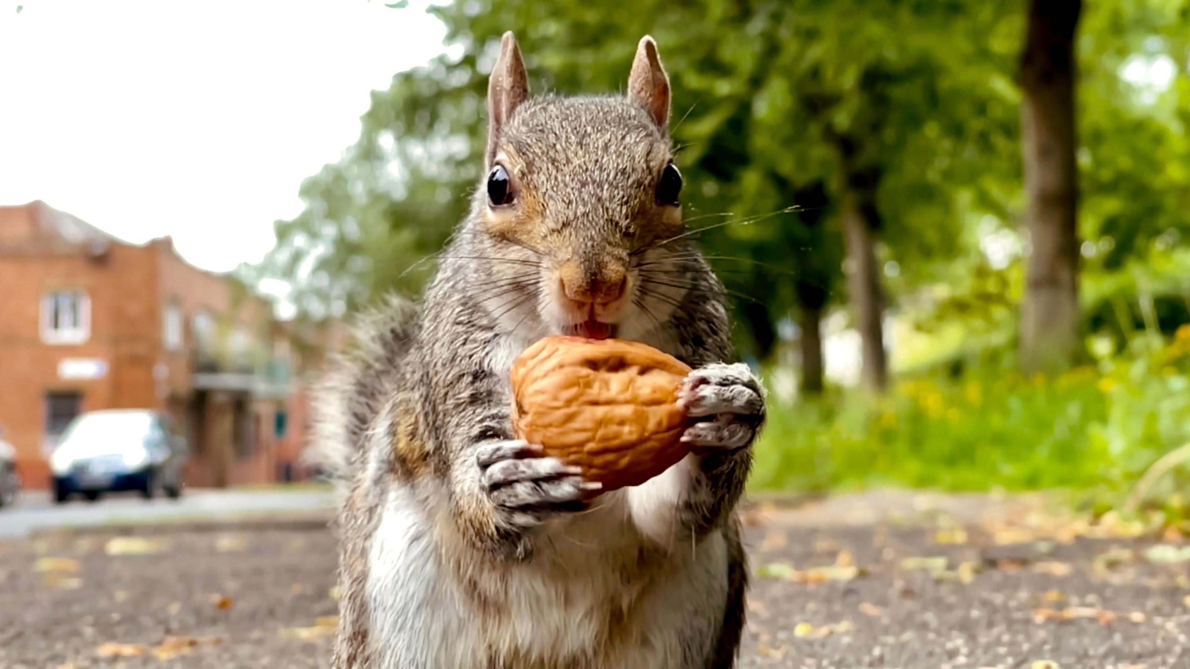 grey squirrel eating a nut.