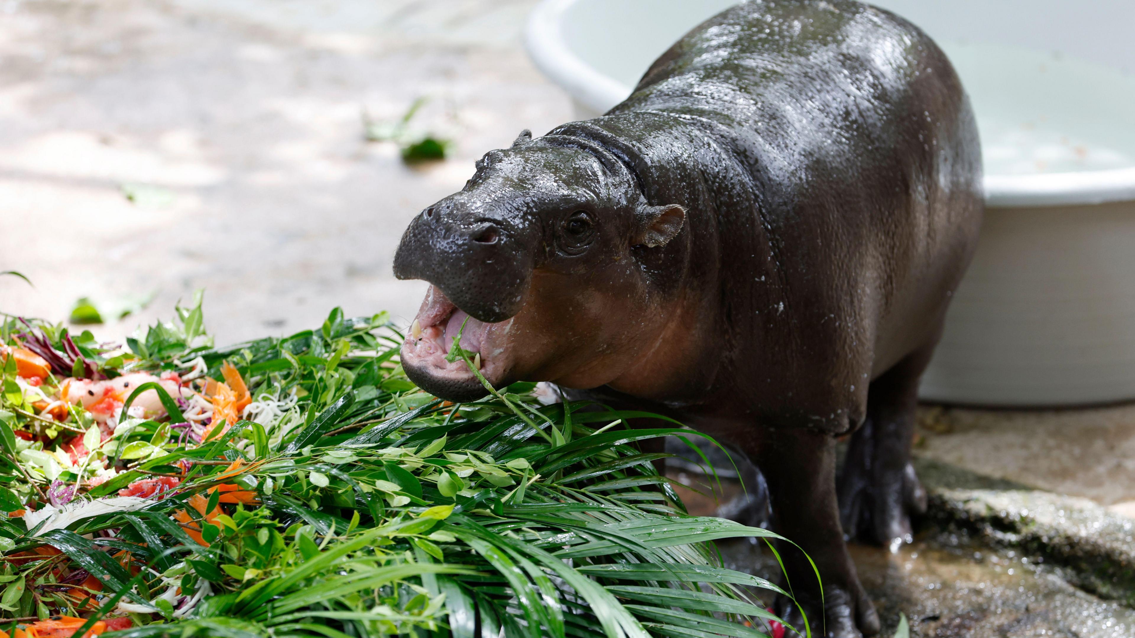 Lauren.alexis sextape