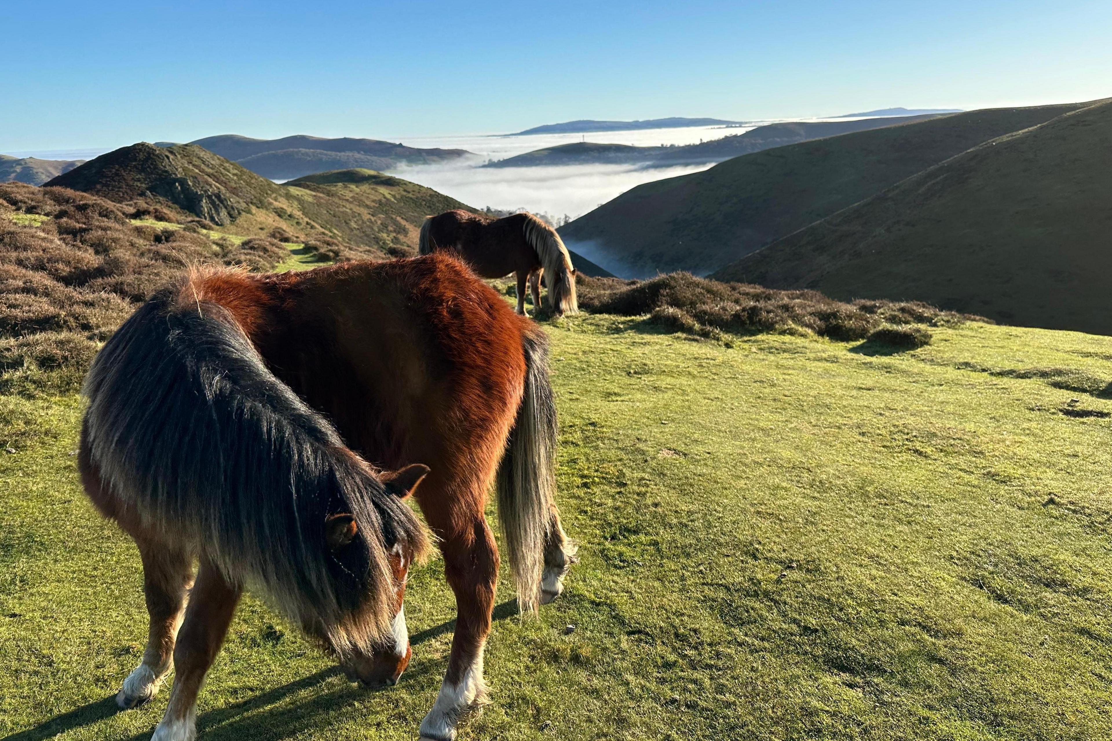 Two ponies grazing on grass on a hillside in Shropshire. Mist or fog is lying in the valleys