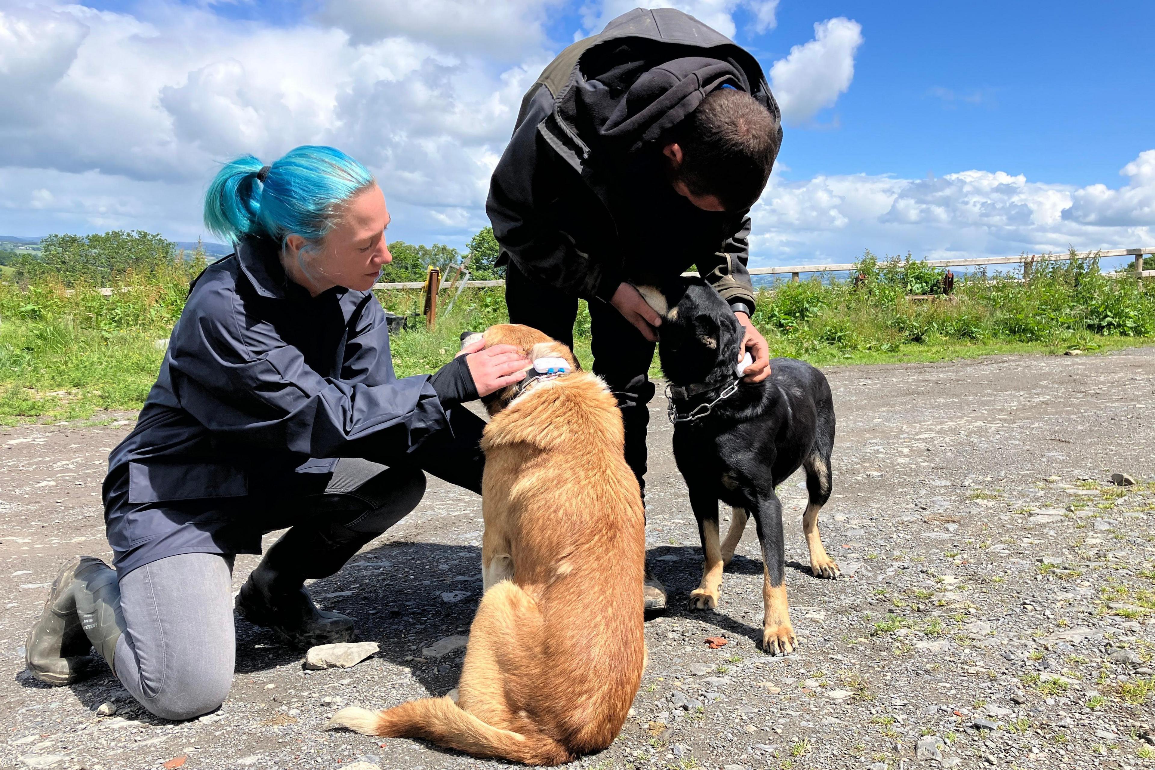 Llun o ddau berson yn gosod teclynnau tracio GPS ar goler dau gi defaid