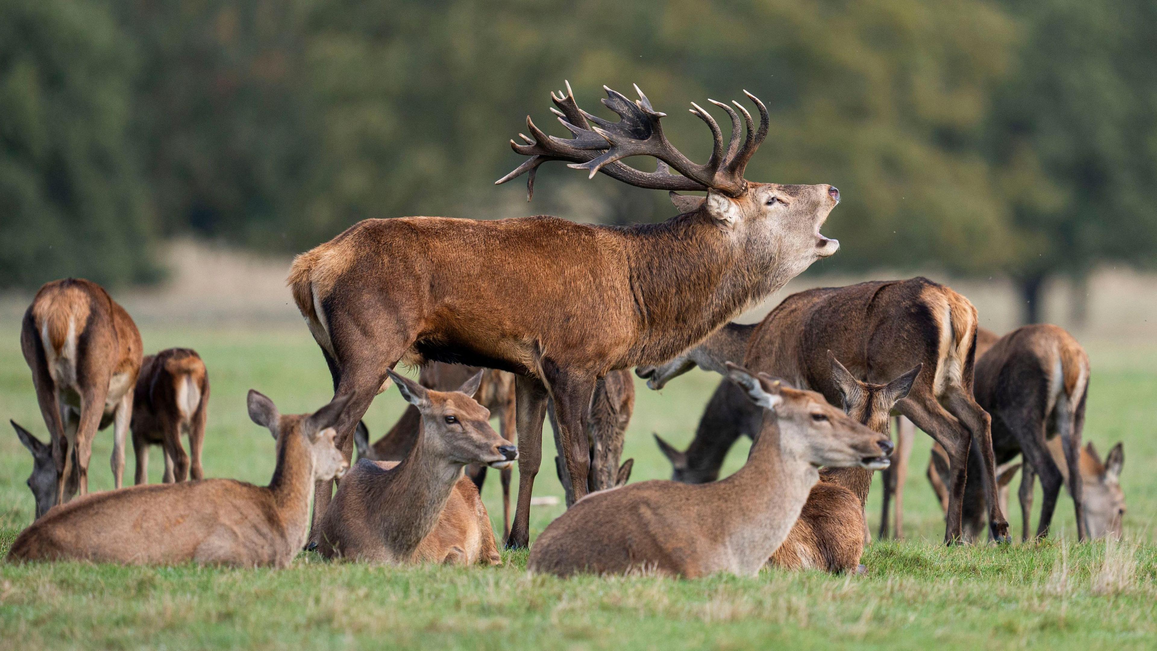 Deer in Richmond Park in south west London