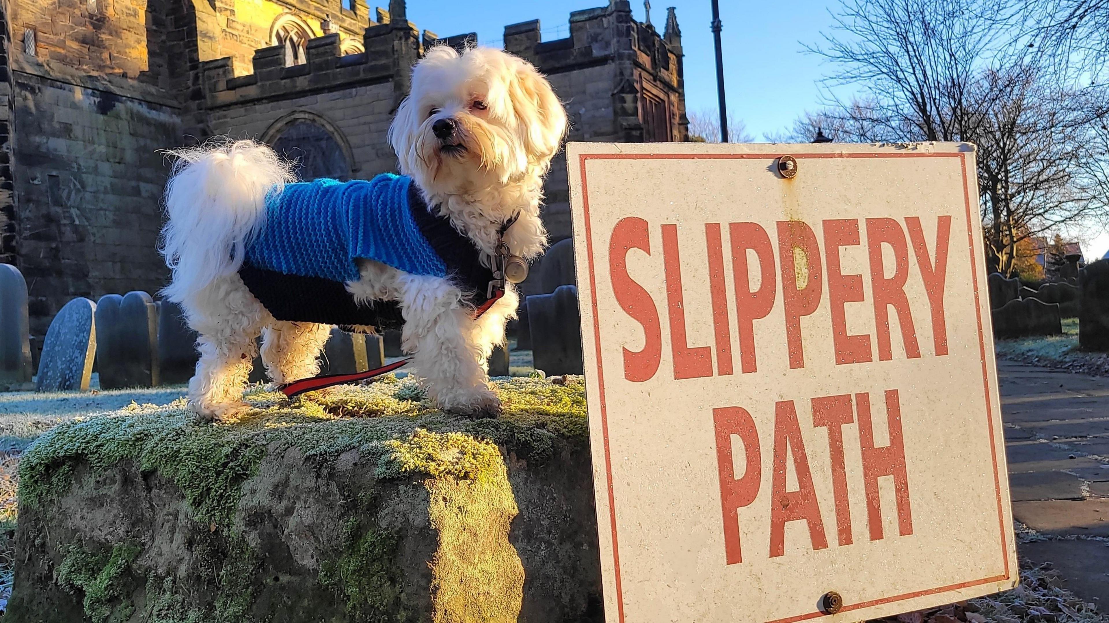A dog stands on a stone gate in a churchyard