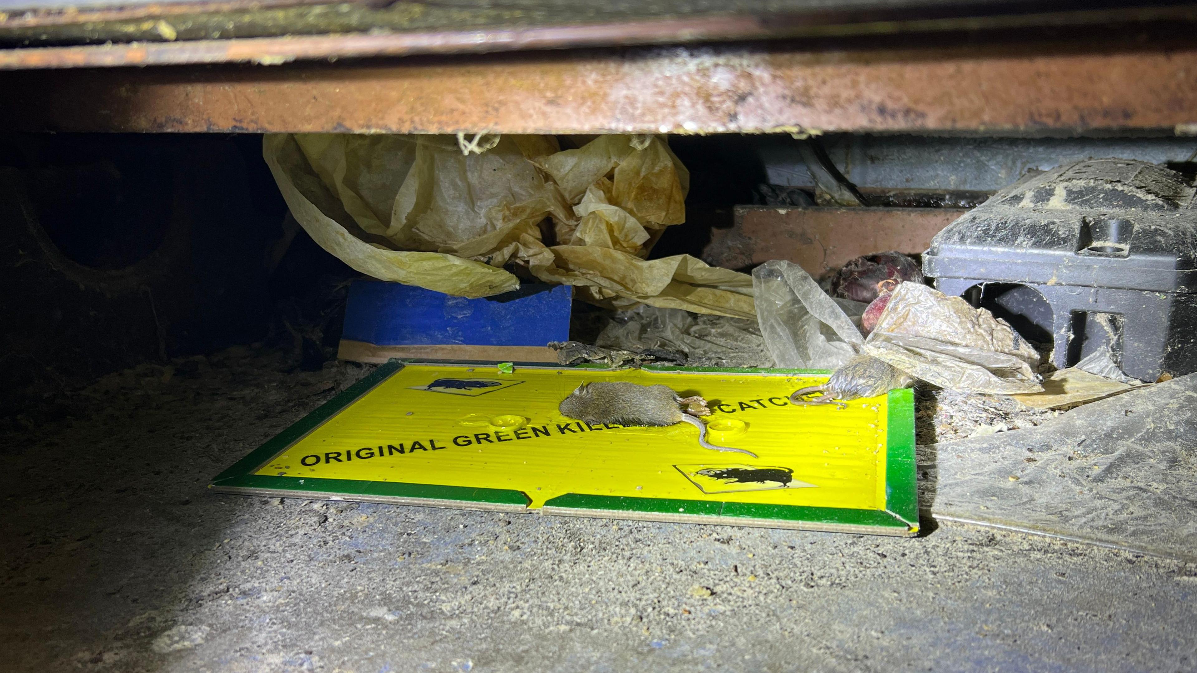 Two dead rats under a counter in the bakery