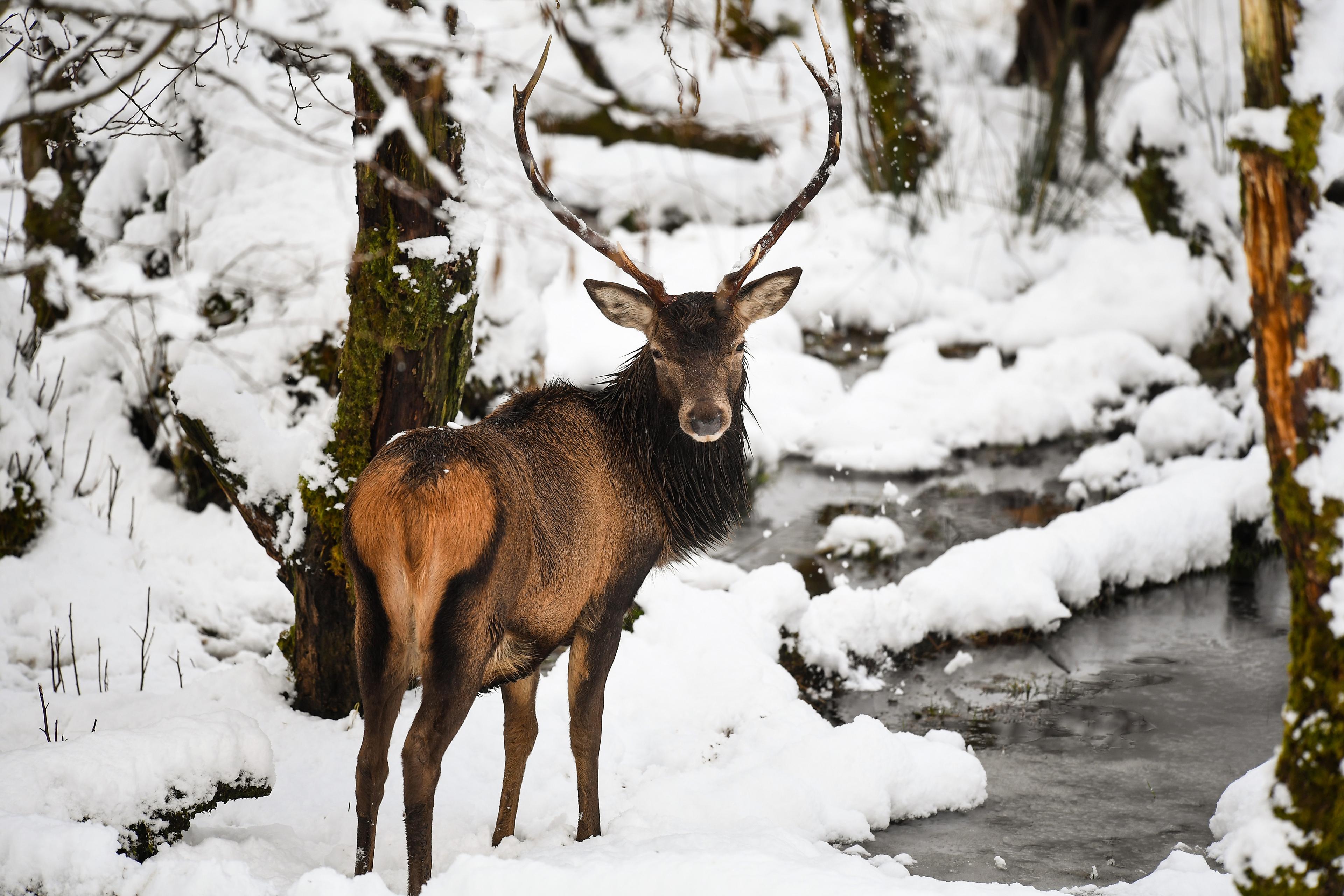 Scottish-red-deer-in-snow