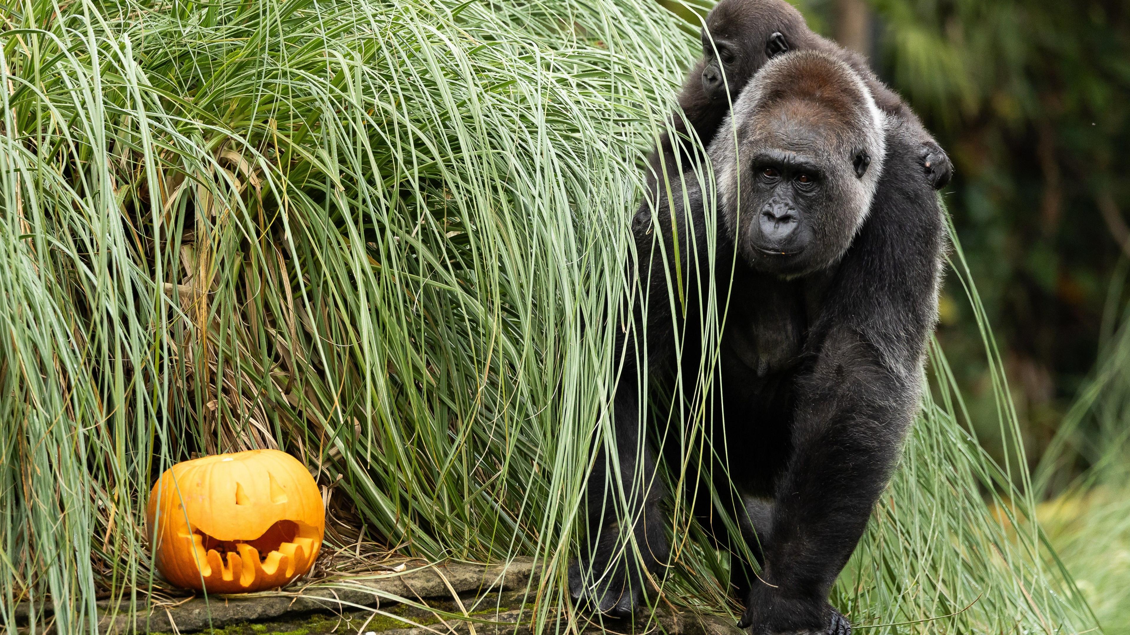 A mother and baby gorilla looking at a carved pumpkin. The baby is on the mother's back.