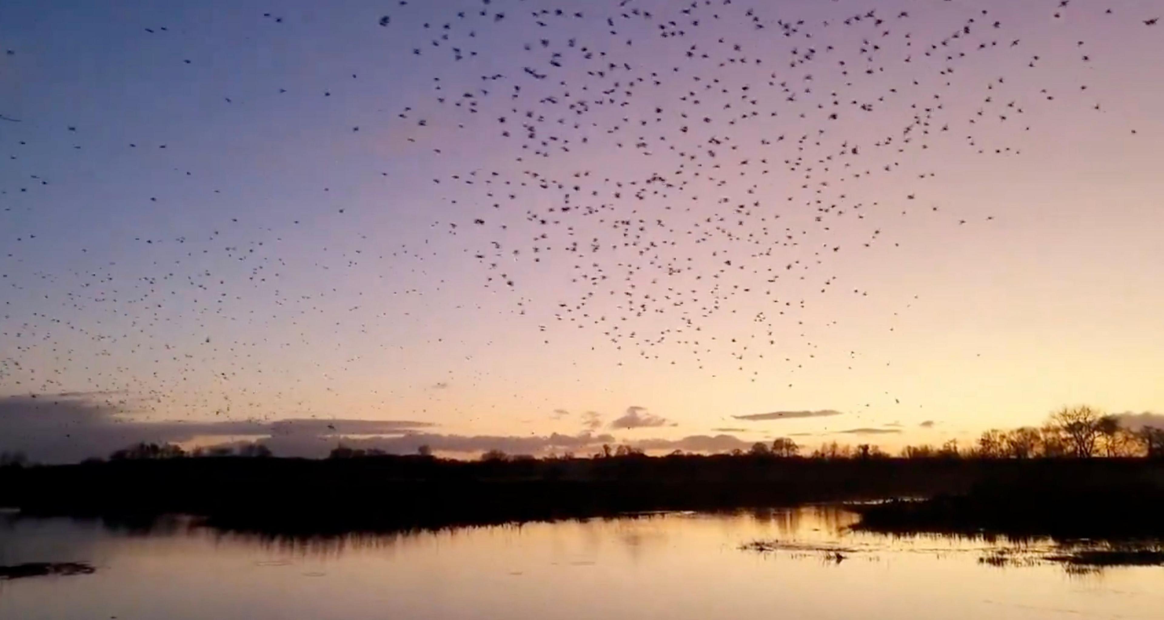 A starling murmuration over the water at sunset at RSPB Ham Wall