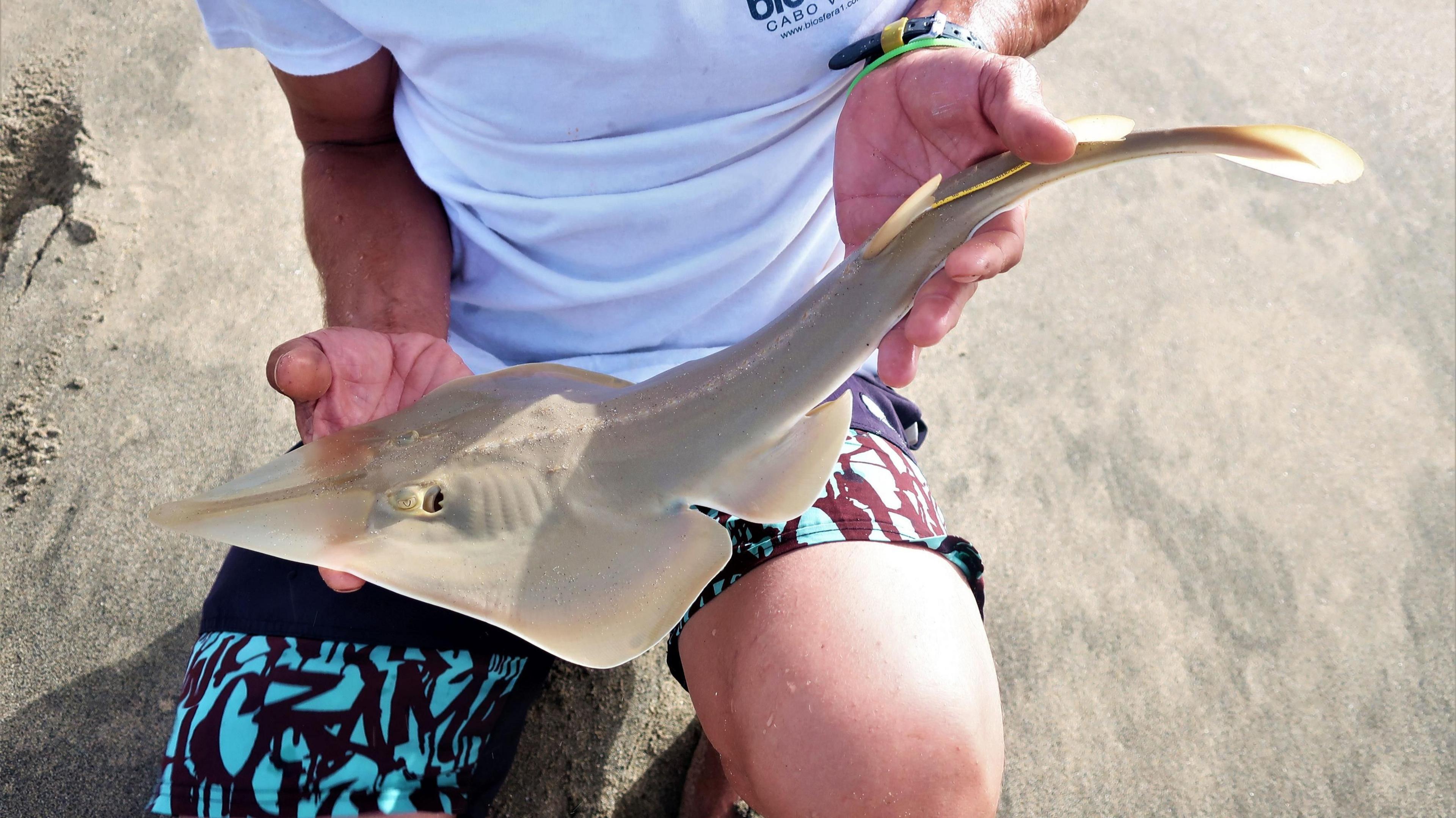 The body of a blackchin guitarfish is being held by a person wearing a white t-shirt and a blue and maroon board shorts. It has a flattened nose and broad, wing-like fins, but a long, finned tail.