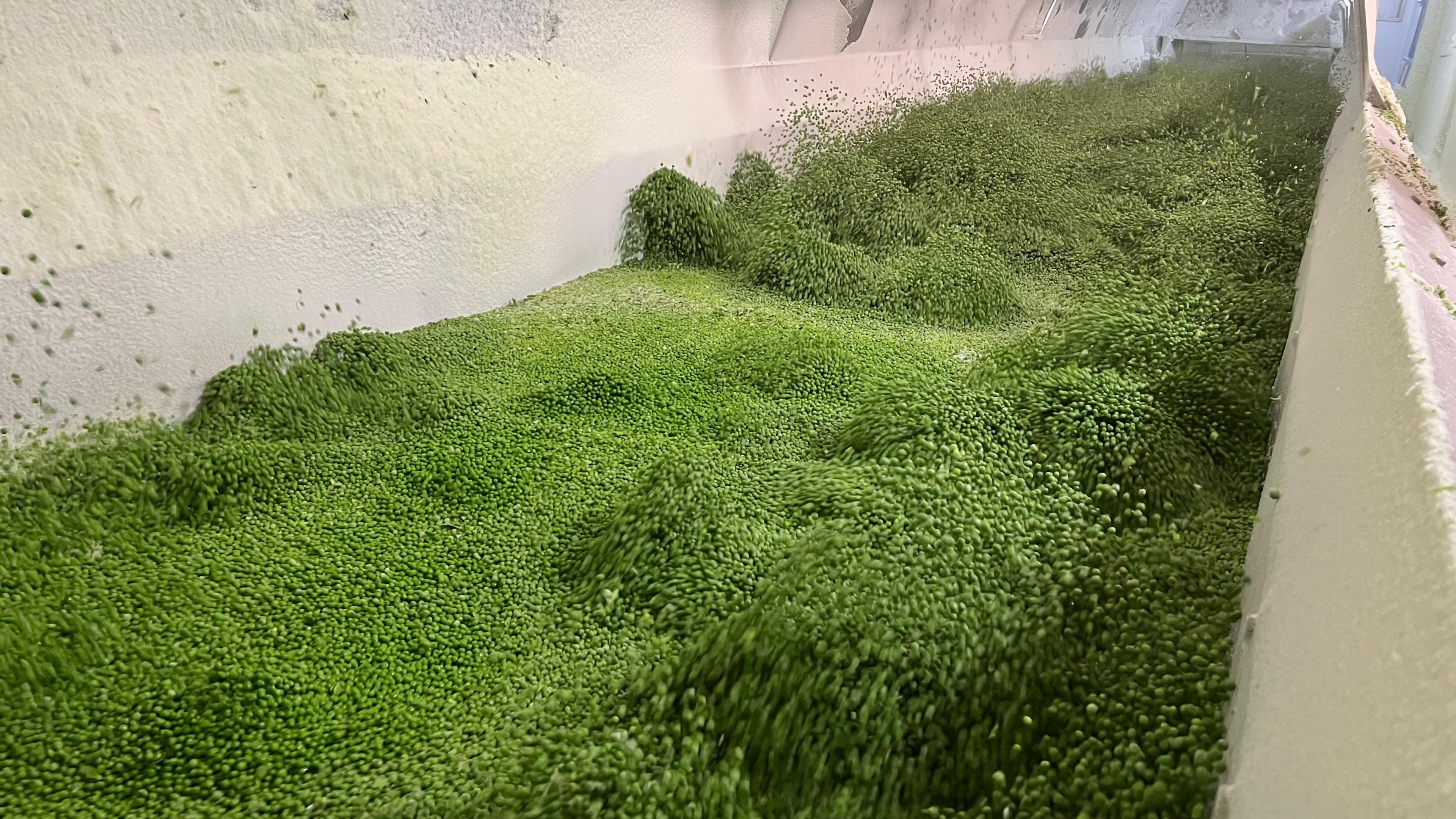 Huge quantities of peas jumping in a freezer.