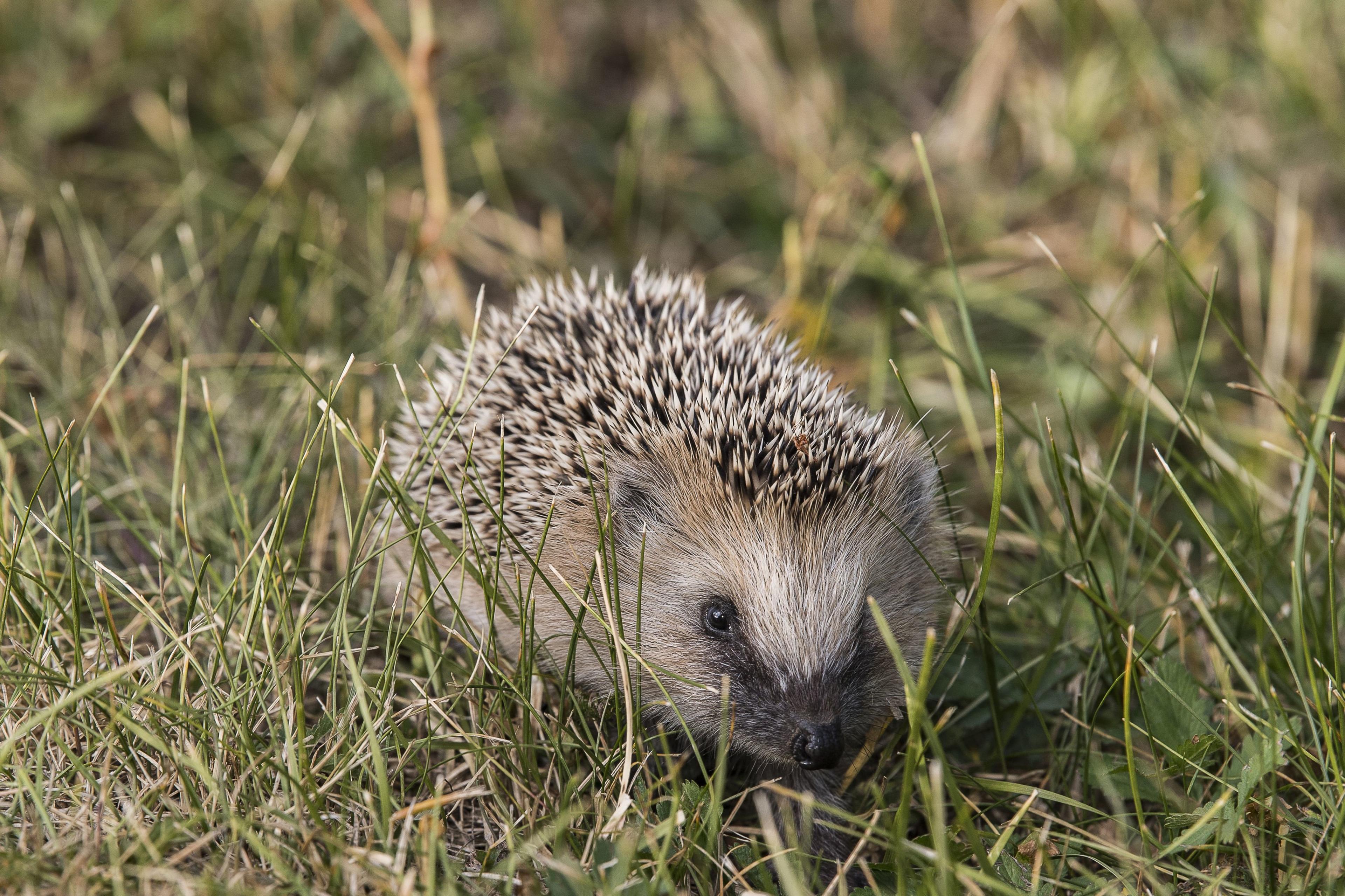 European hedgehog