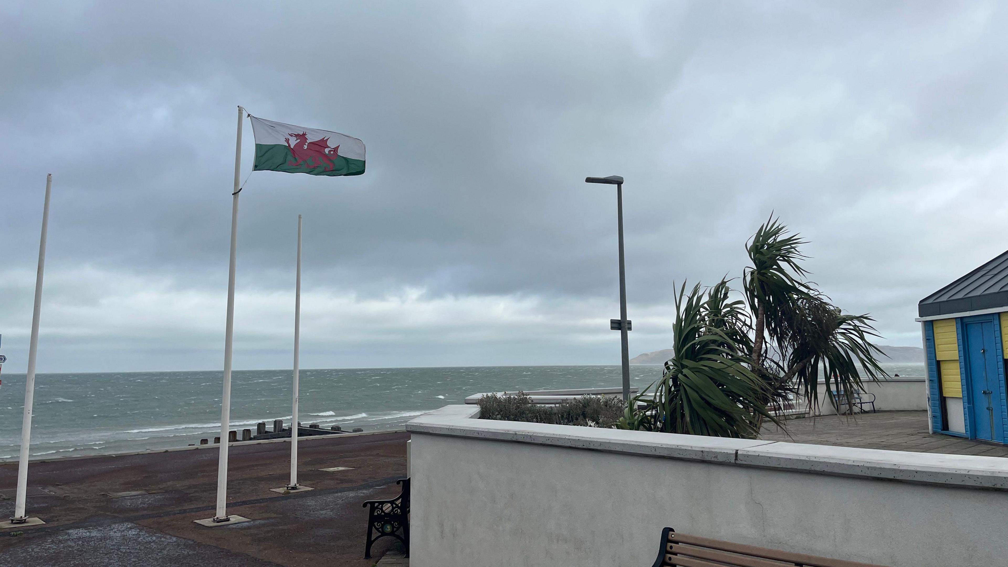 Photograph of Penmaenmawr Beach in Conwy. Palm trees can be seen blowing in the wind as well as a welsh flag blowing.