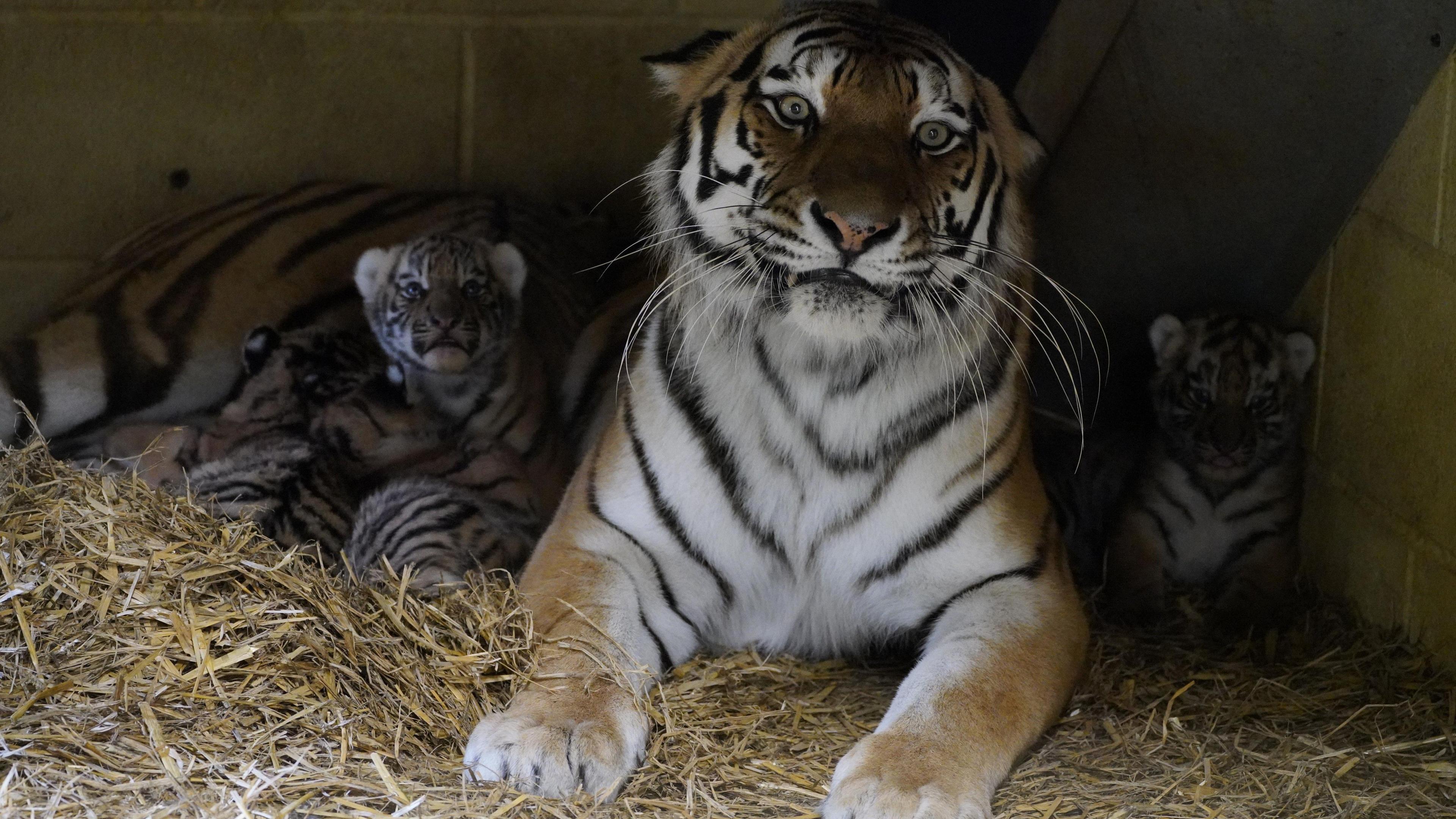 A tiger surrounded by four tiger cubs