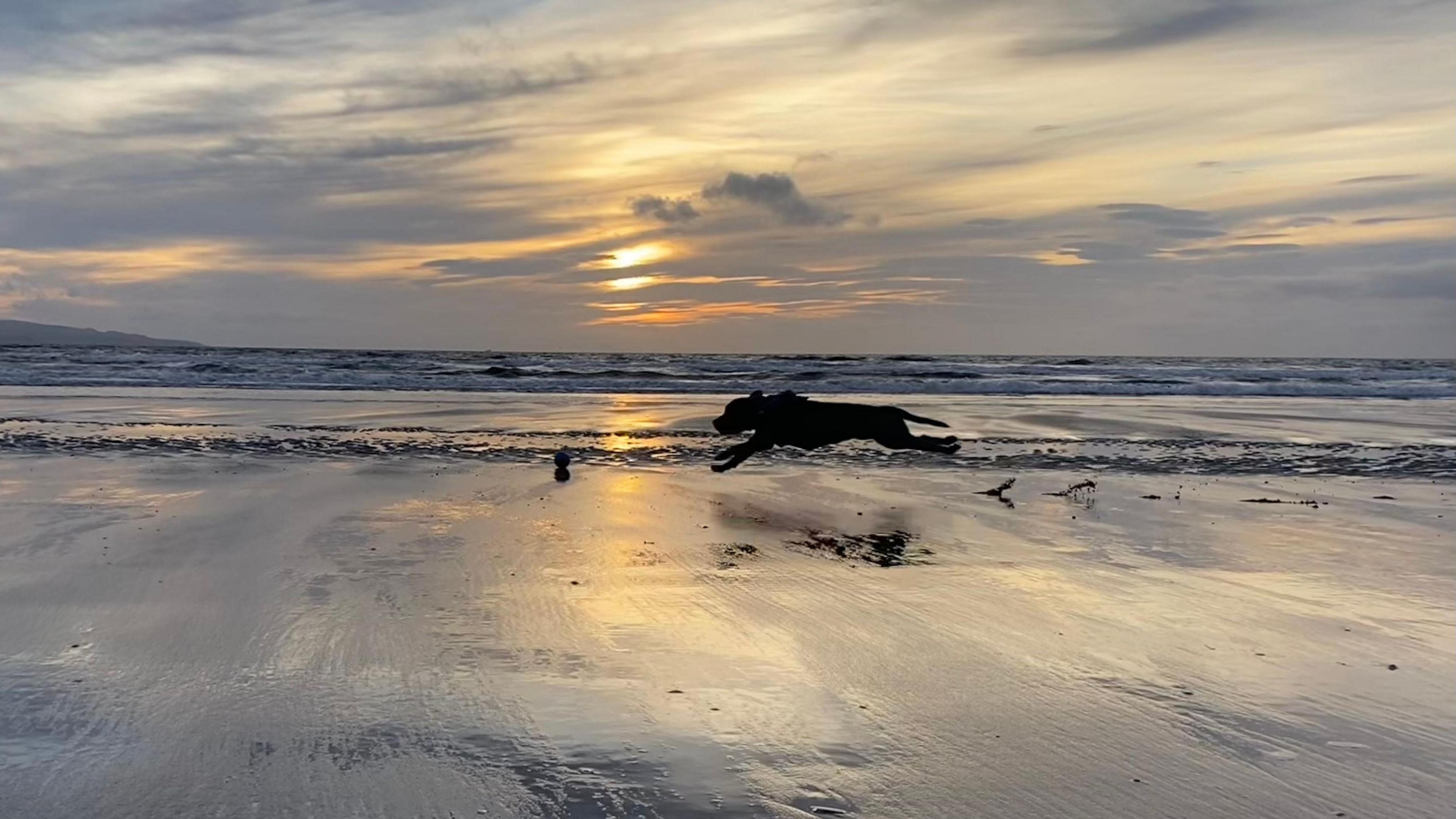 The silhouette of a dog mid jump outstretched on a beach.