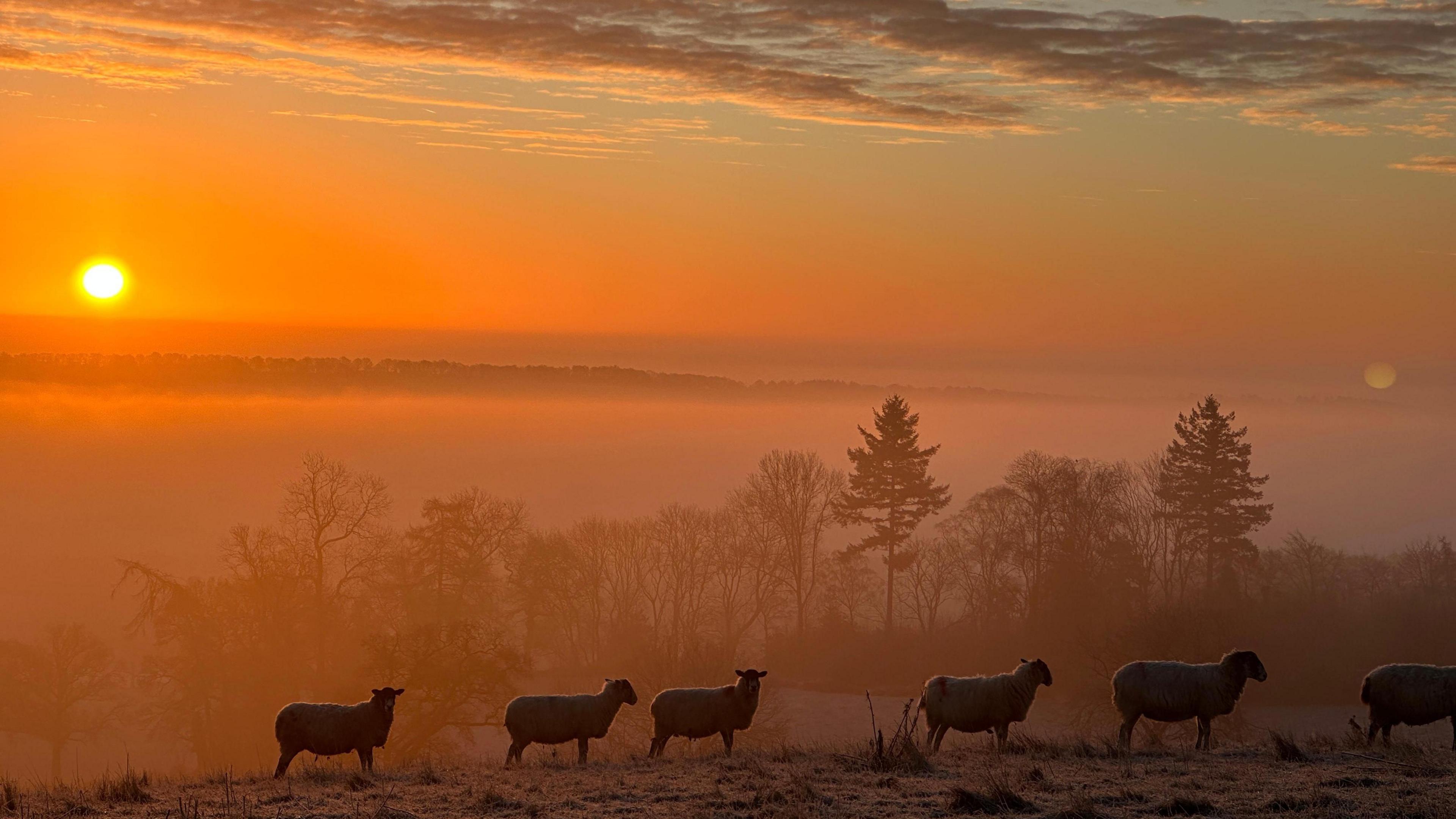 A flock of sheep are standing on a field of grass. In the distance there are trees and a fog hanging in the air. An orange sunrise fills the sky.