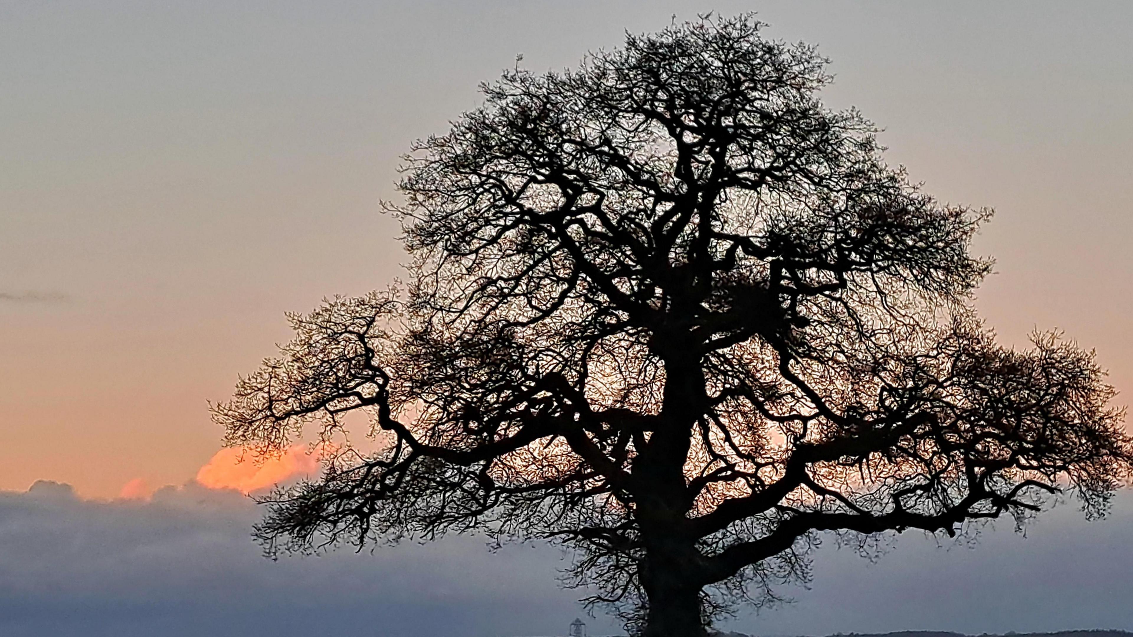 A bare tree outlined against the sky with no leaves on its branches.