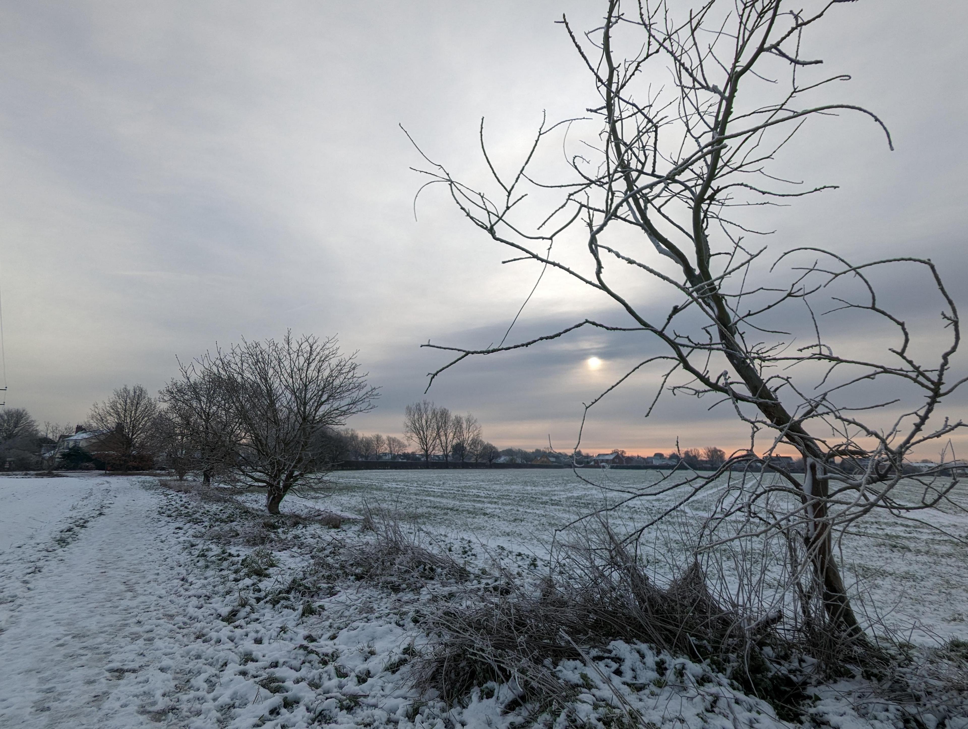 A snowy field in Hatfield Peverel