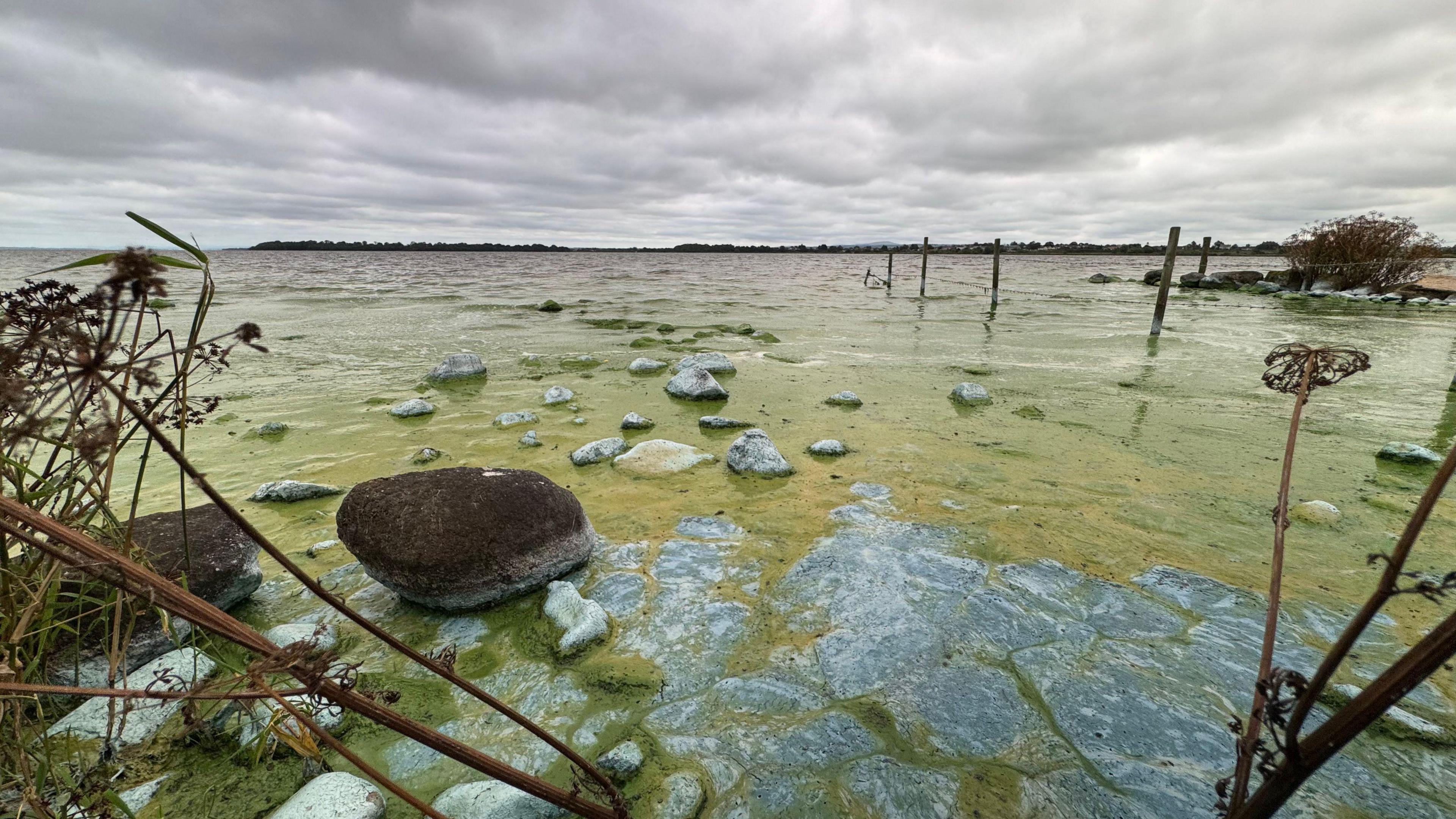 A wide shot of the algae blooms on Lough Neagh. There are some stones and sticks poking out of the water.