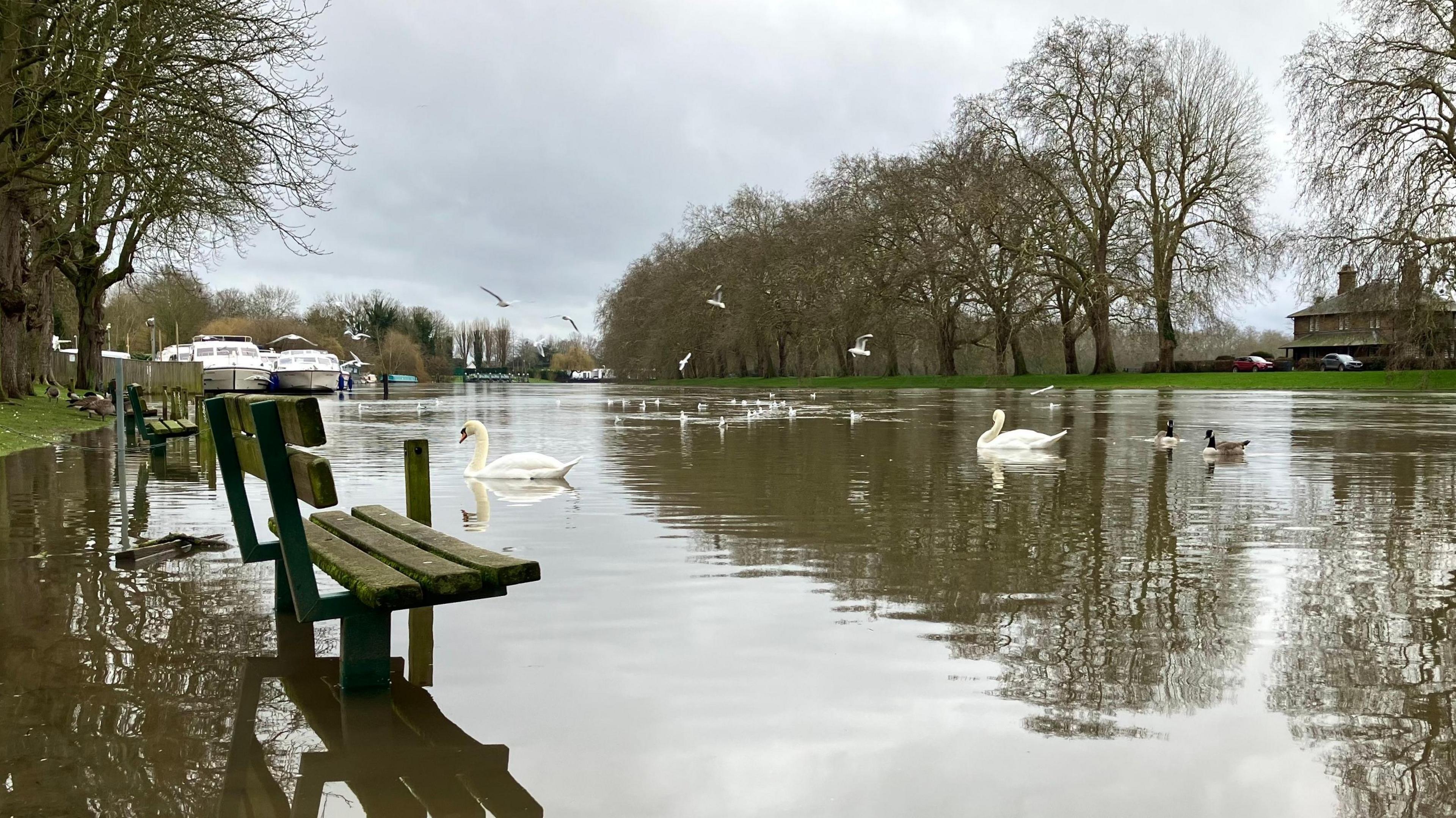 A flooded park with benches that are in the water. Ducks and swans are swimming in it.
