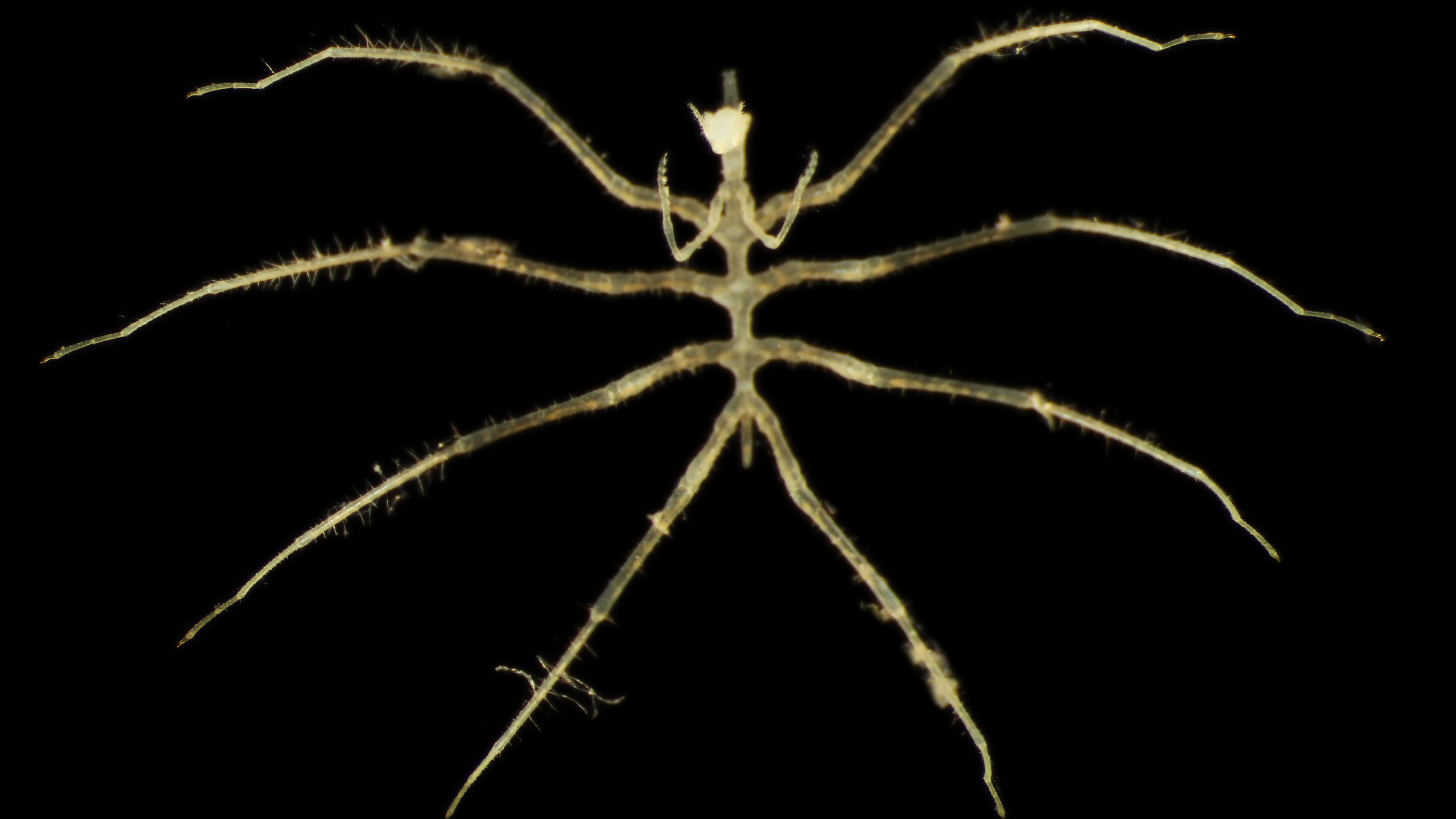 An abyssal sea spider. It has a long, thin, bright yellow body, with eight long legs. It has a relatively large head, and two short, thin arms.