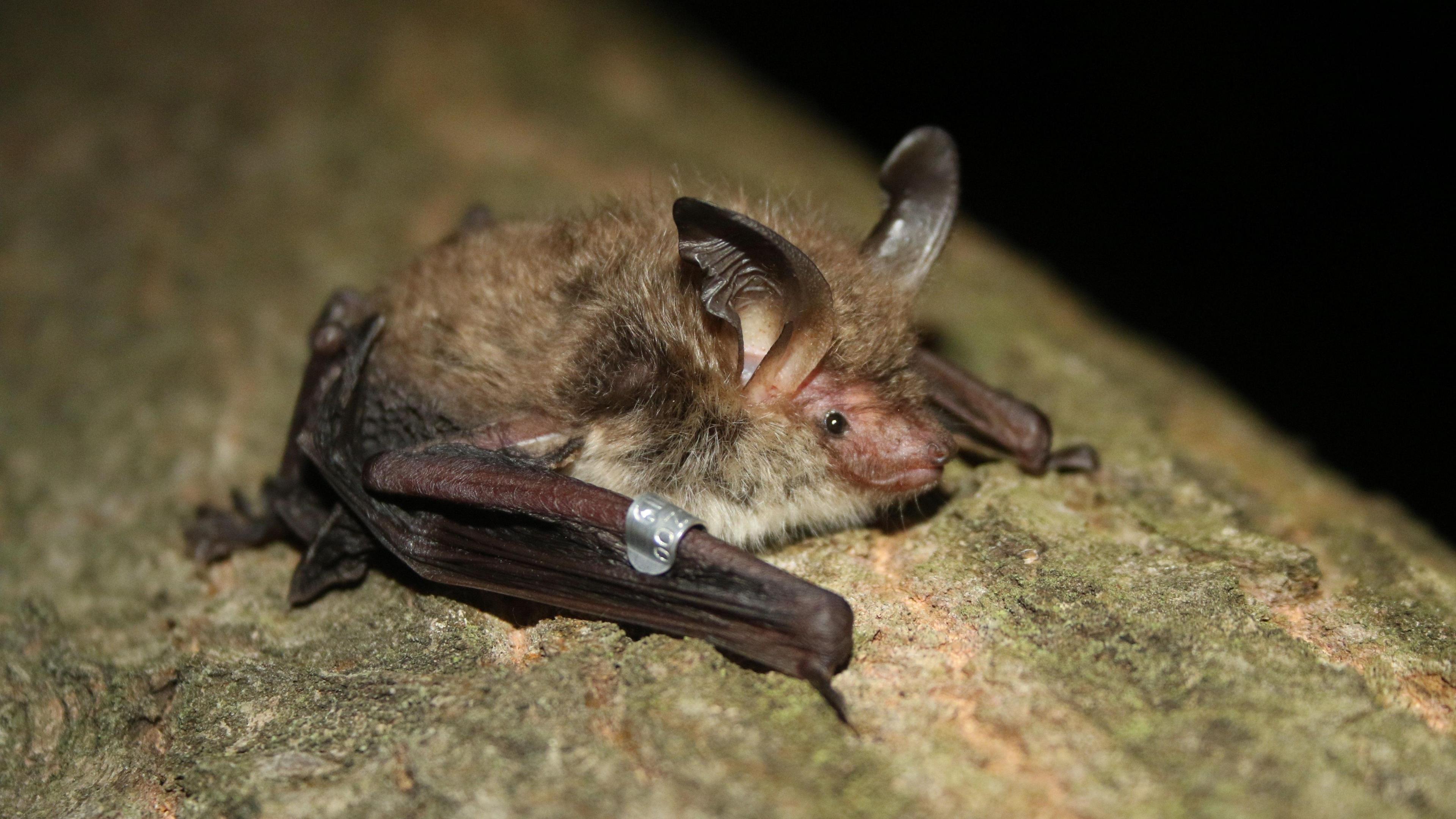 A small brown fluffy bat with big ears sitting on a log with a small metal monitoring tag.