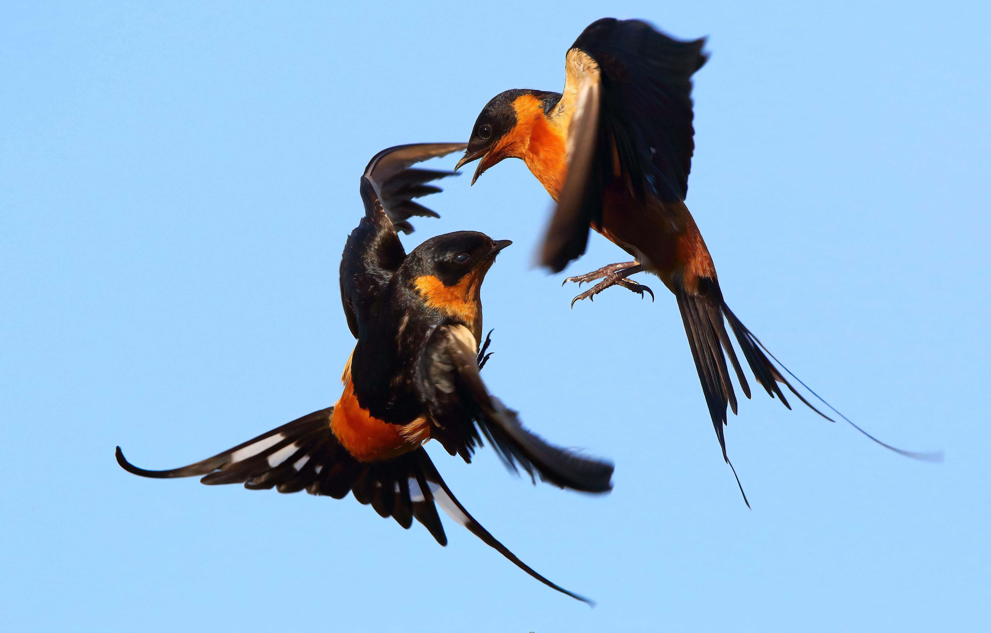 Two swallows in flight