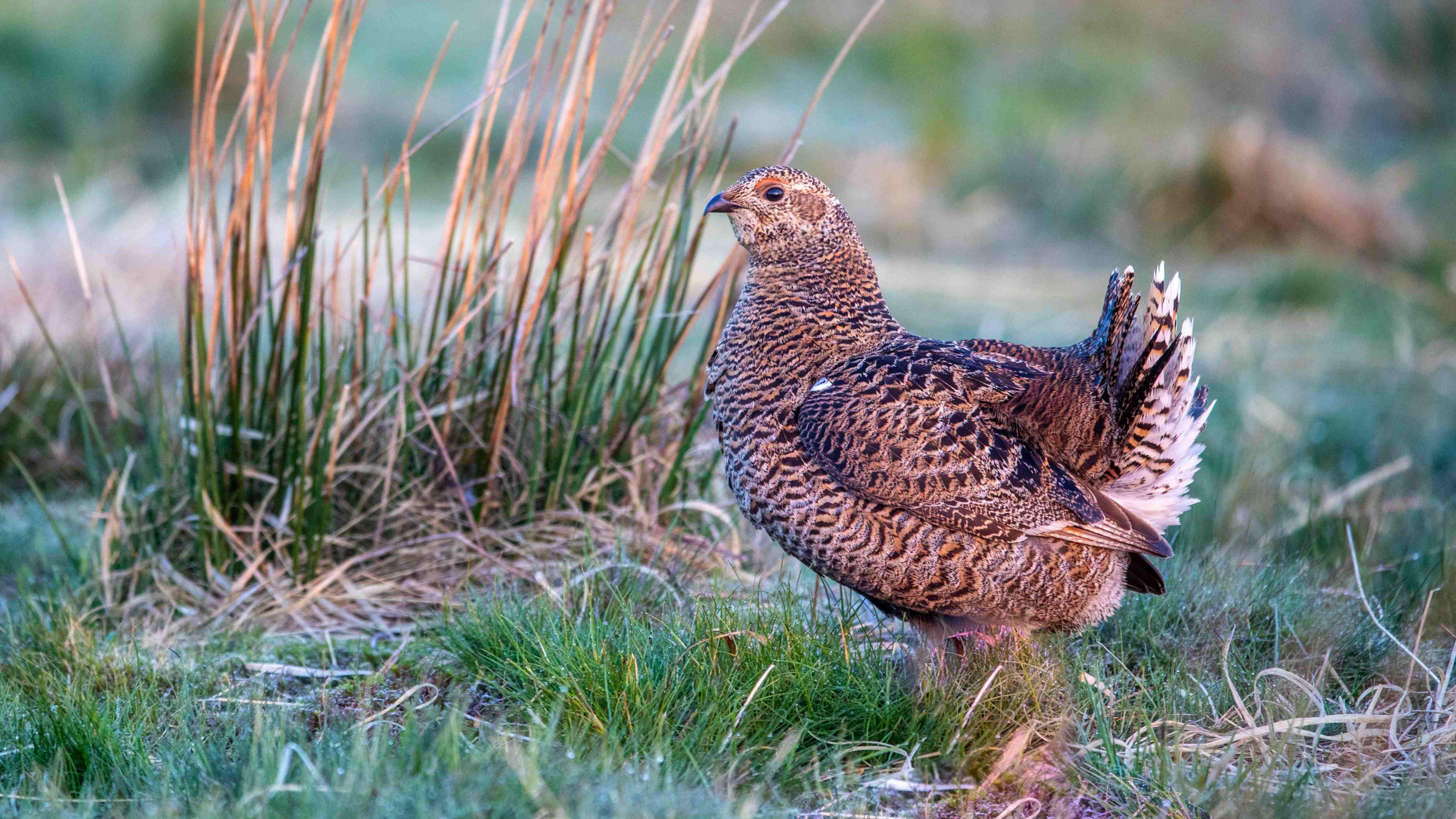 A female black grouse with brown and black plummage standing on grass on moorland