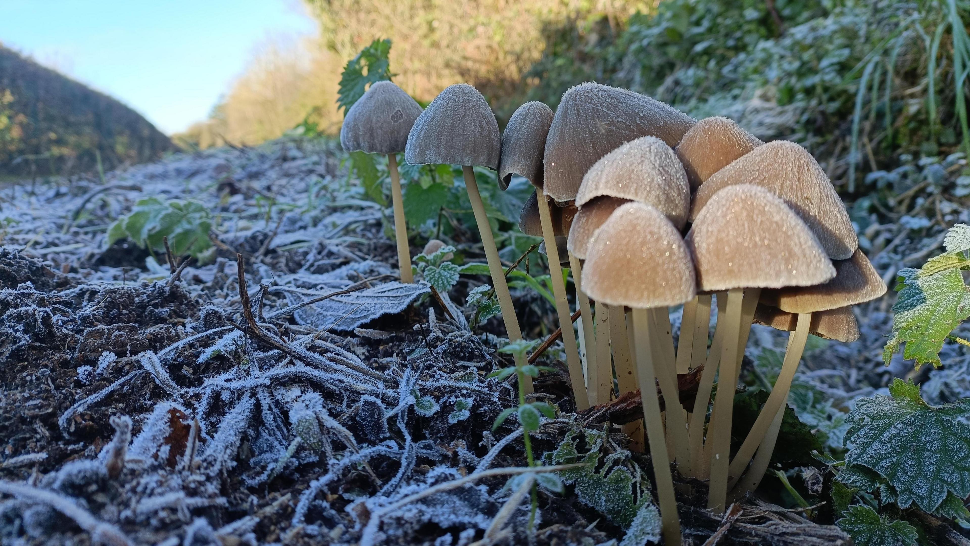 Brown mushrooms glint with frost, and frost covers twigs and undergrowth on a path.