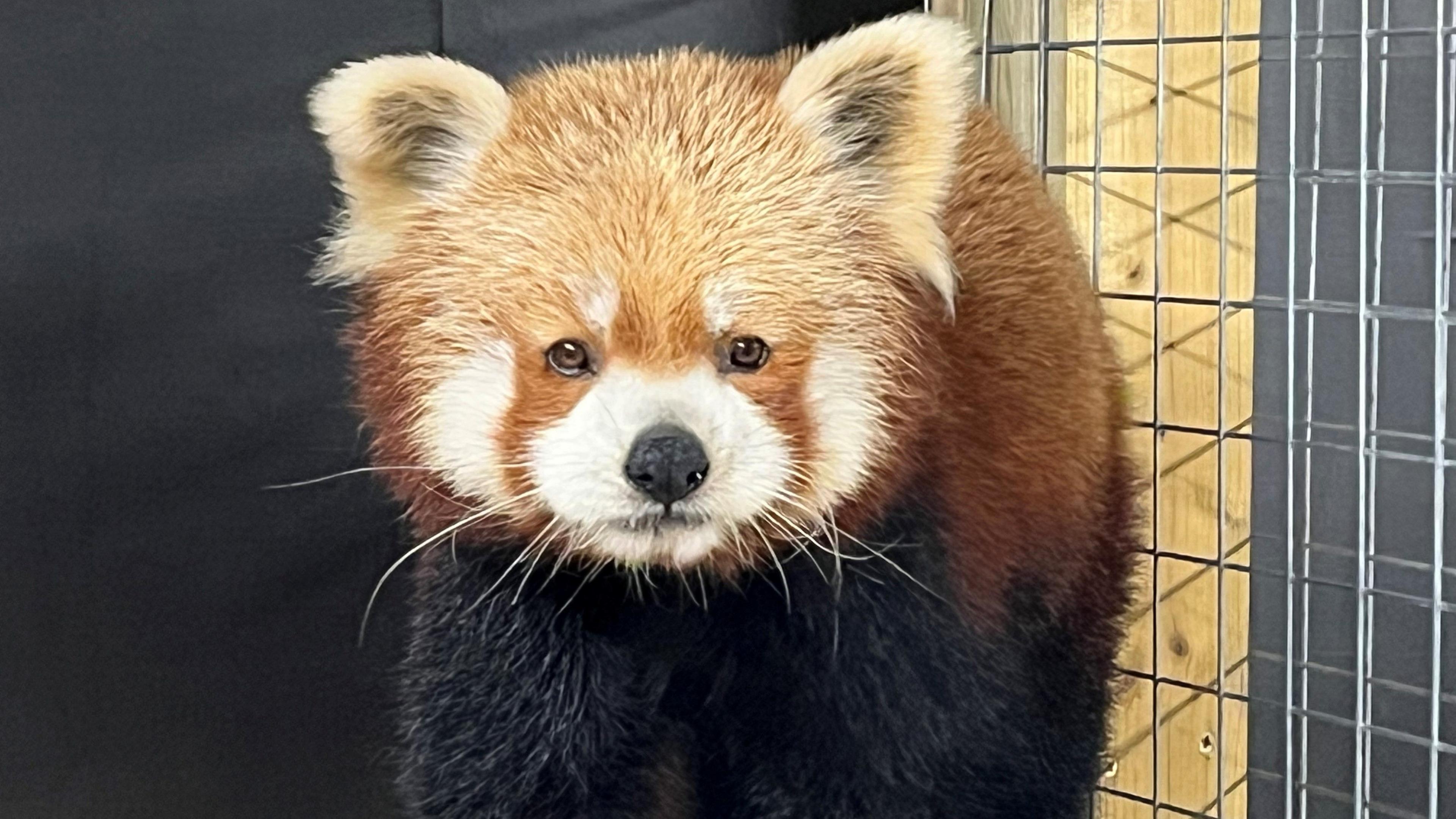 A red panda with brown fur and white whiskers in what looks like a wire mesh cage