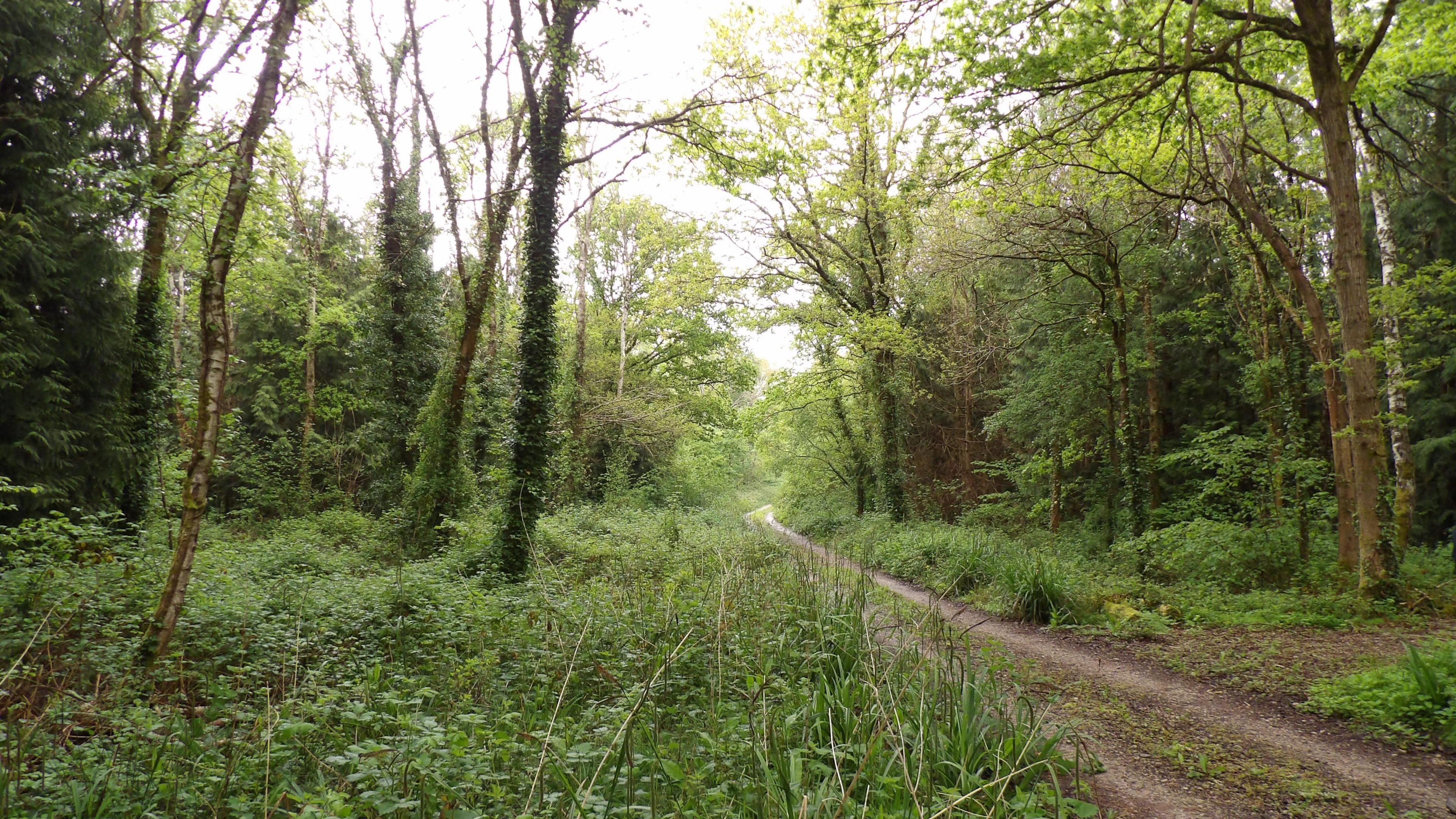 Woodland, including dozens of trees and shrubs. A path through the middle has been forged by a vehicle, which has left tyre tracks