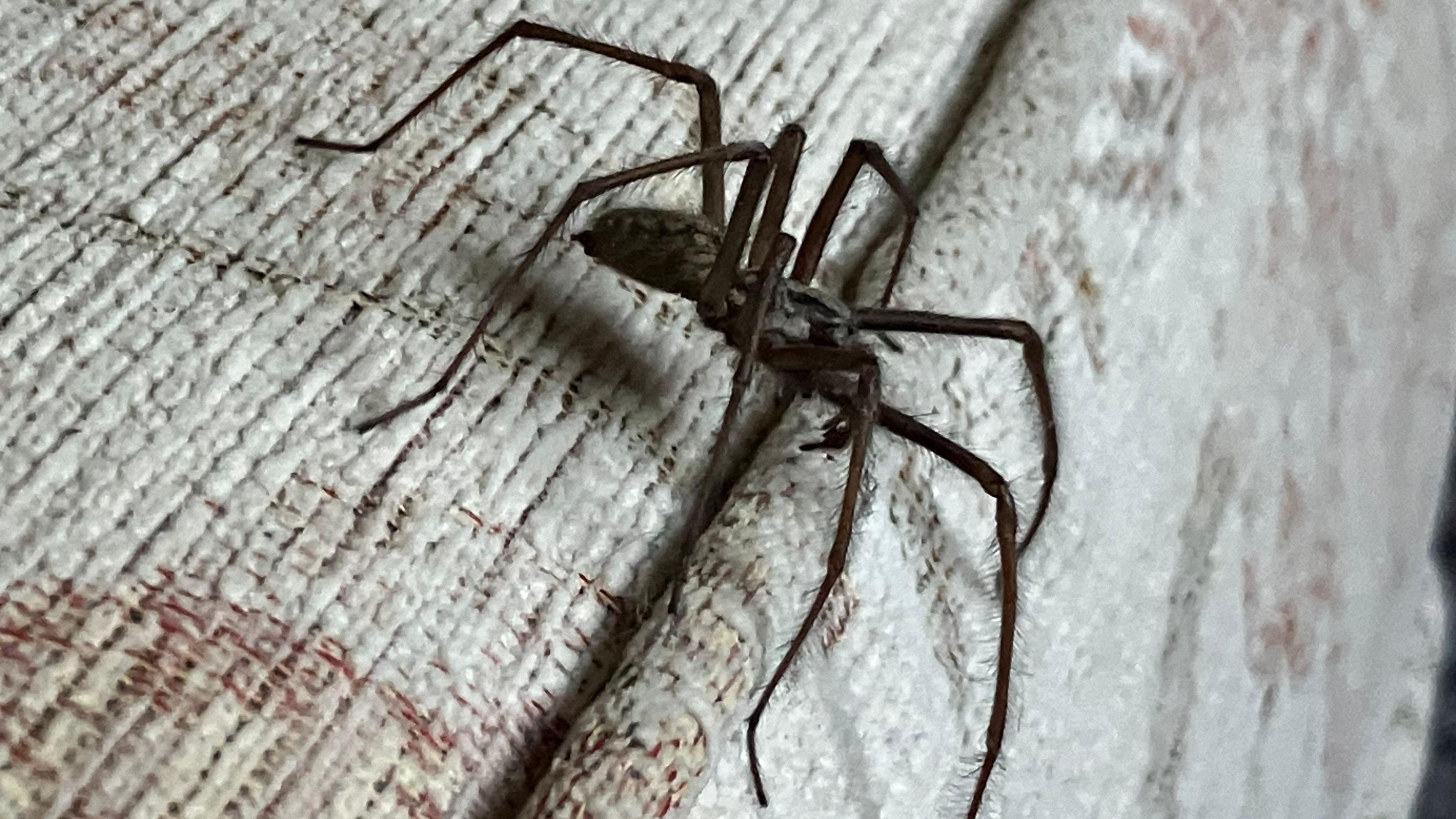 A close-up of a brown spider with long, hairy legs on a textured fabric sofa.