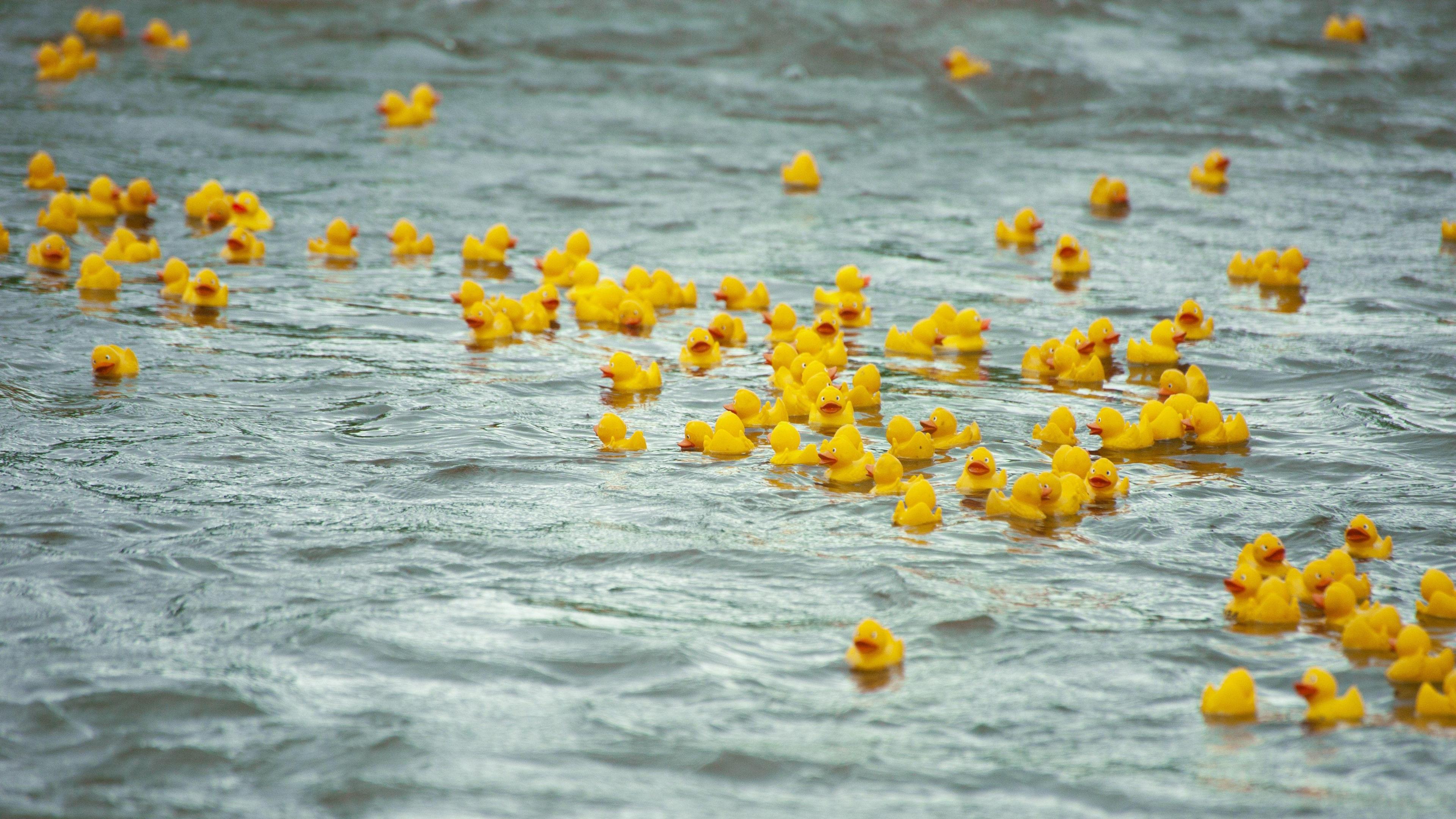 yellow rubber ducks floating in water