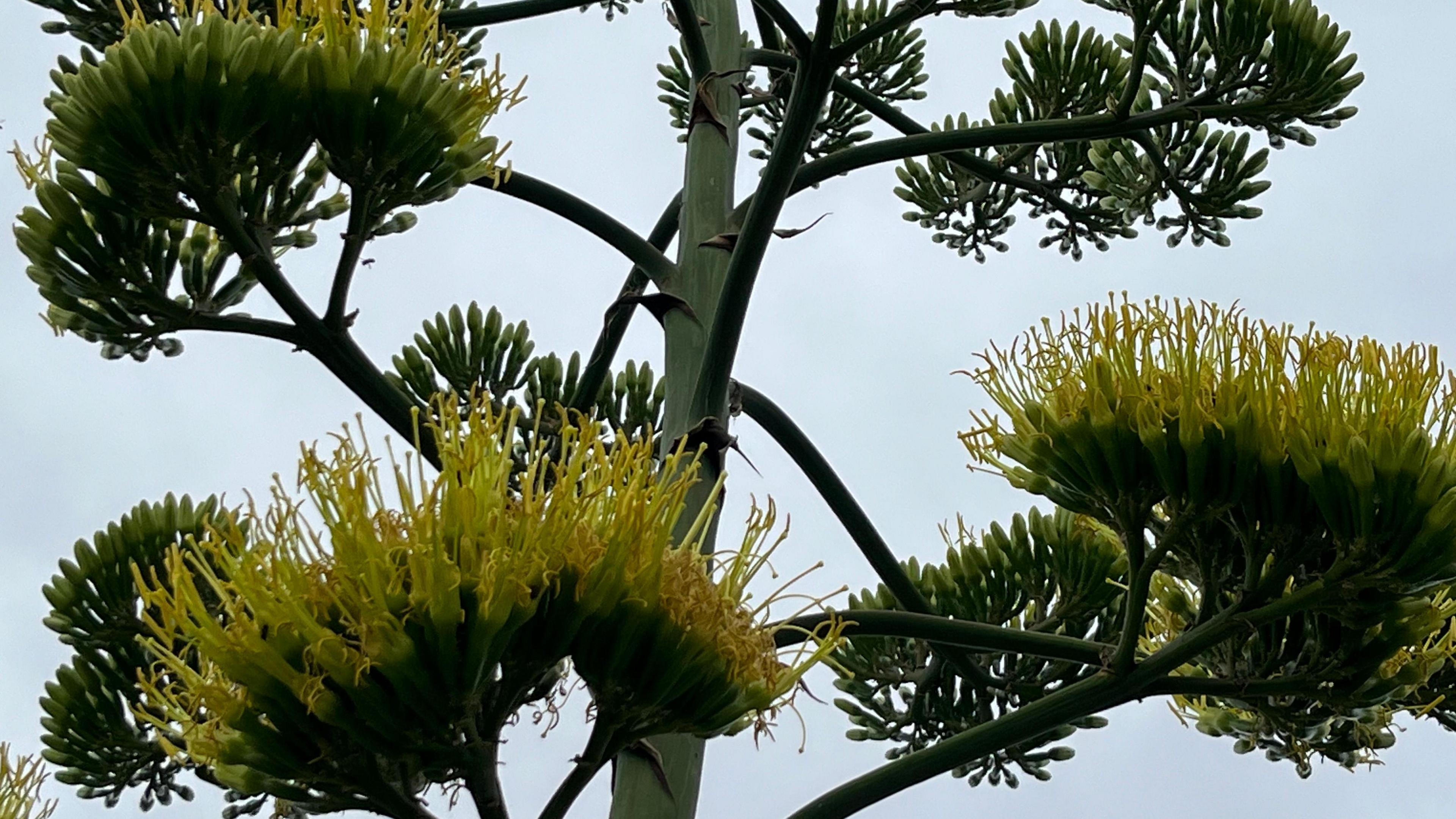 Bright yellow flowers of the agave americana plant appear at about 4m (13ft) up the central spike which is about 20cm (8 inches) in diameter, some of the buds are still closed and look like tiny clumps of bananas.