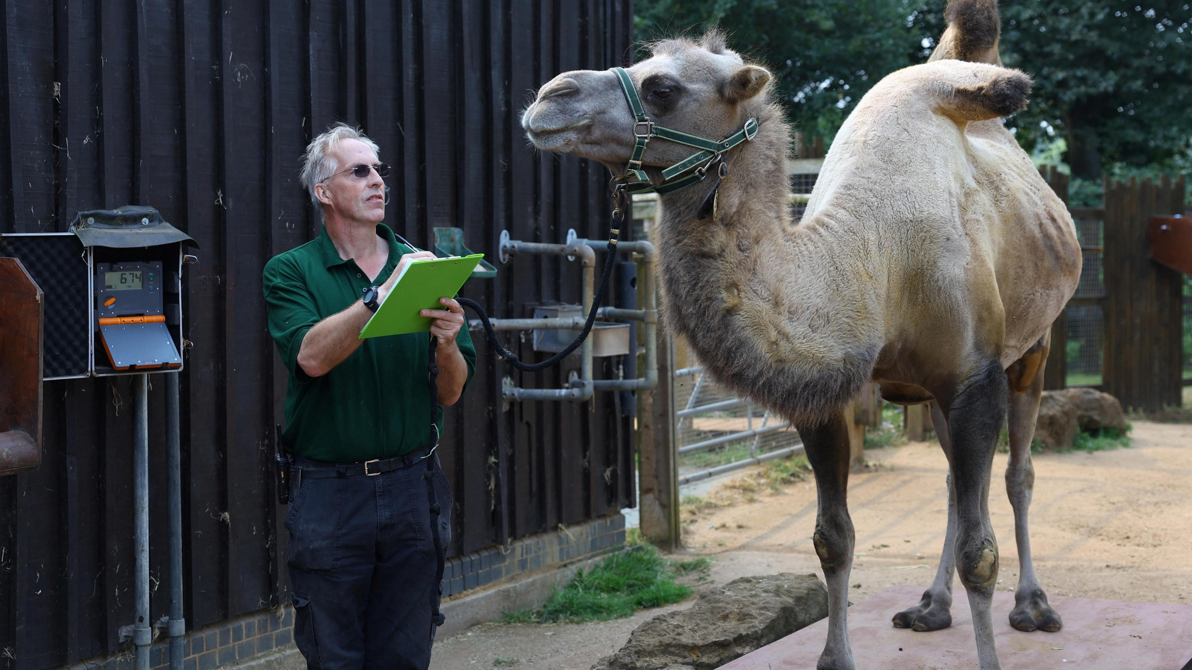 Keeper Mick Tiley documents a Bactrian camel standing on scales during the annual weigh-in