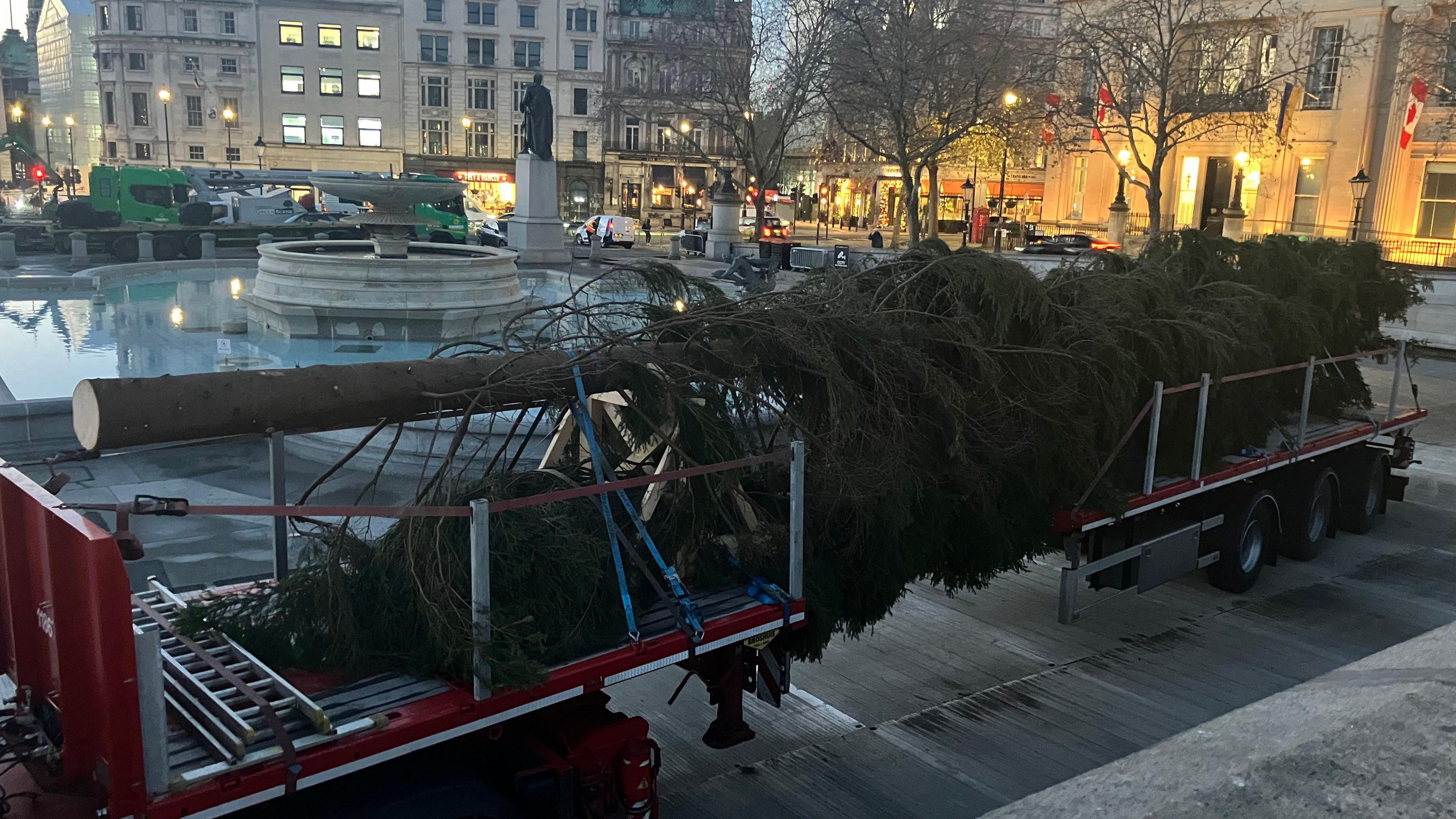 Tree arriving at Trafalgar Square by lorry 