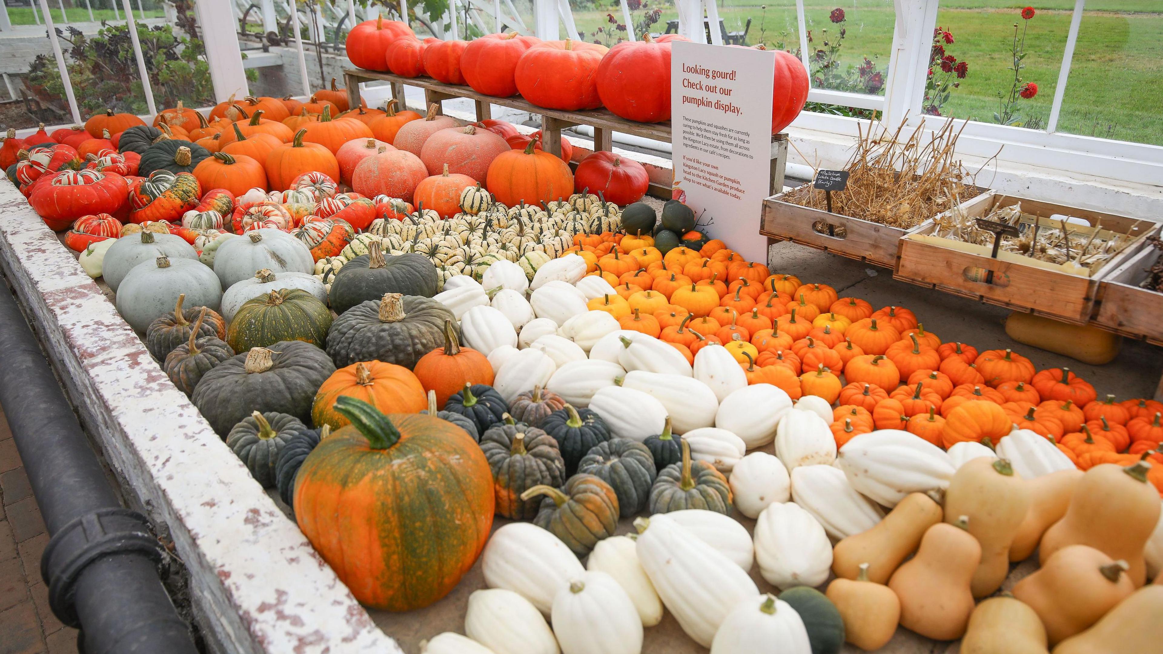 A table with dozens of white, beige and green squashes laid out on it. There are also lots of tiny orange pumpkins