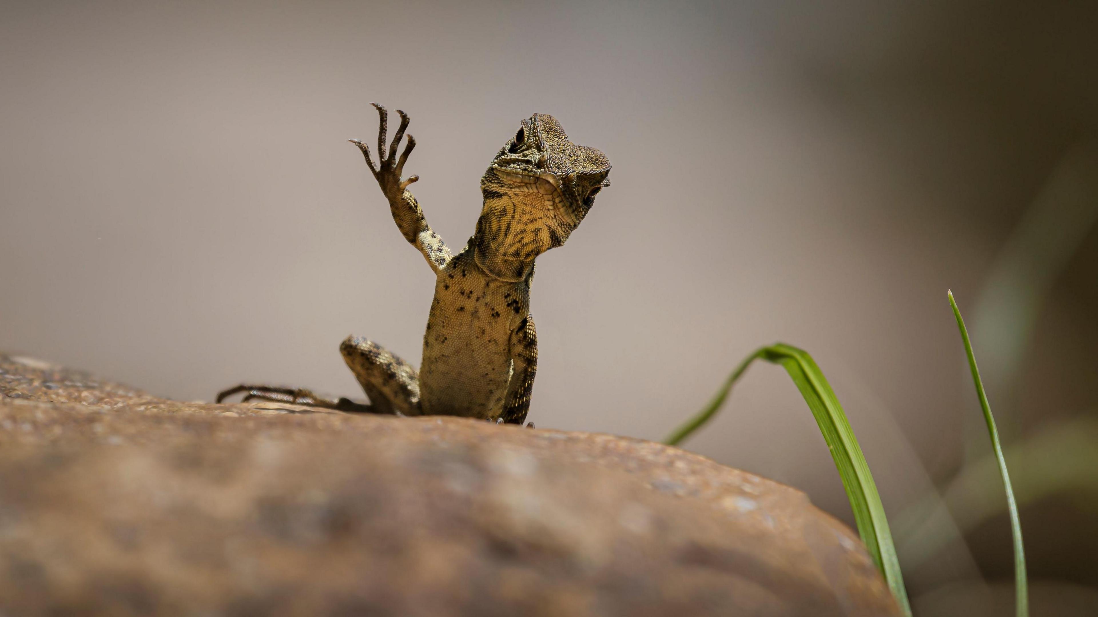 Gippsland waterdragon with one foot raised almost in a wave