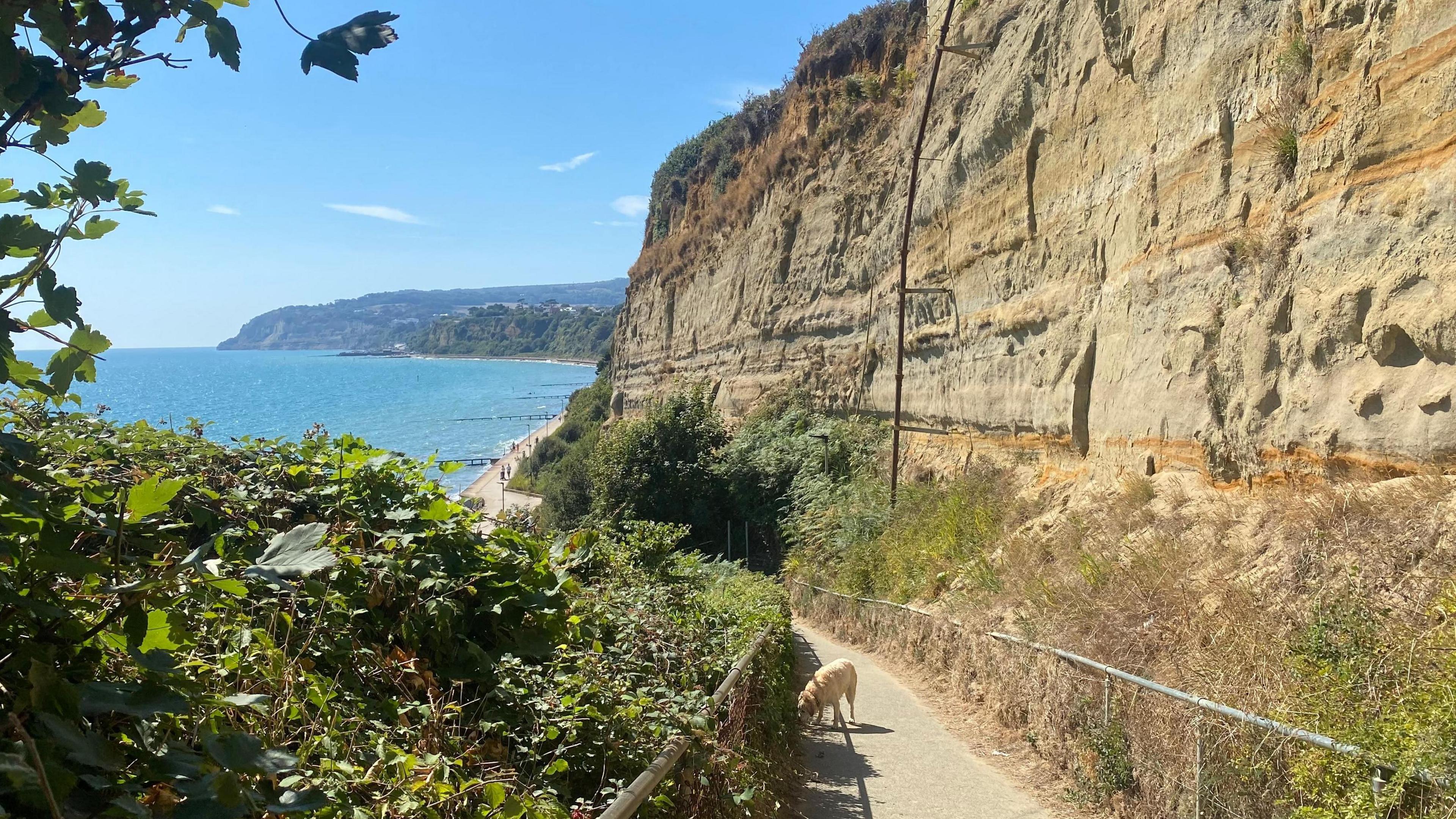 A cliffside path leads down towards the beach. It is sunny. A golden-coloured dog stands on the path. There are green bushes on the left and sandy cliffs on the right. The beach along with pale blue seas and a clear sky can be seen in the background.