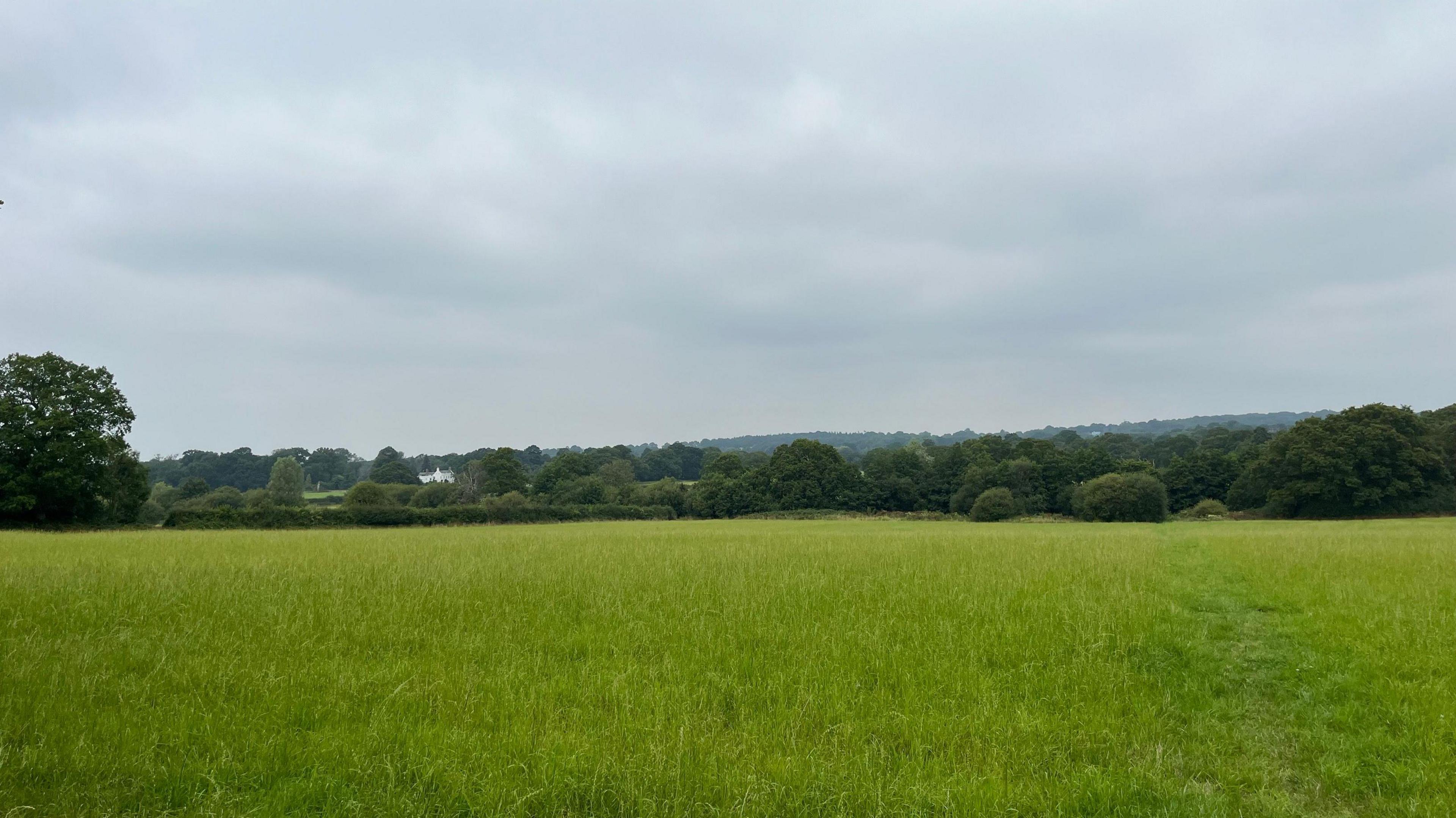 A grassy field 